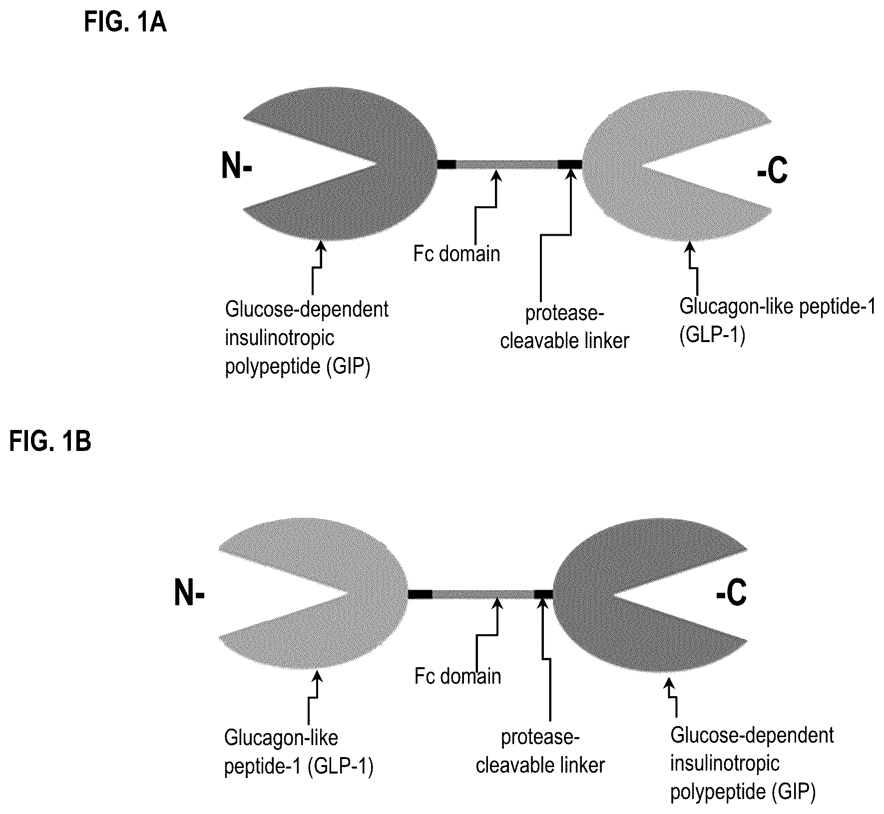 Patent US12492236 Figure 1 – Fusion proteins for the treatment of cardiometabolic diseases