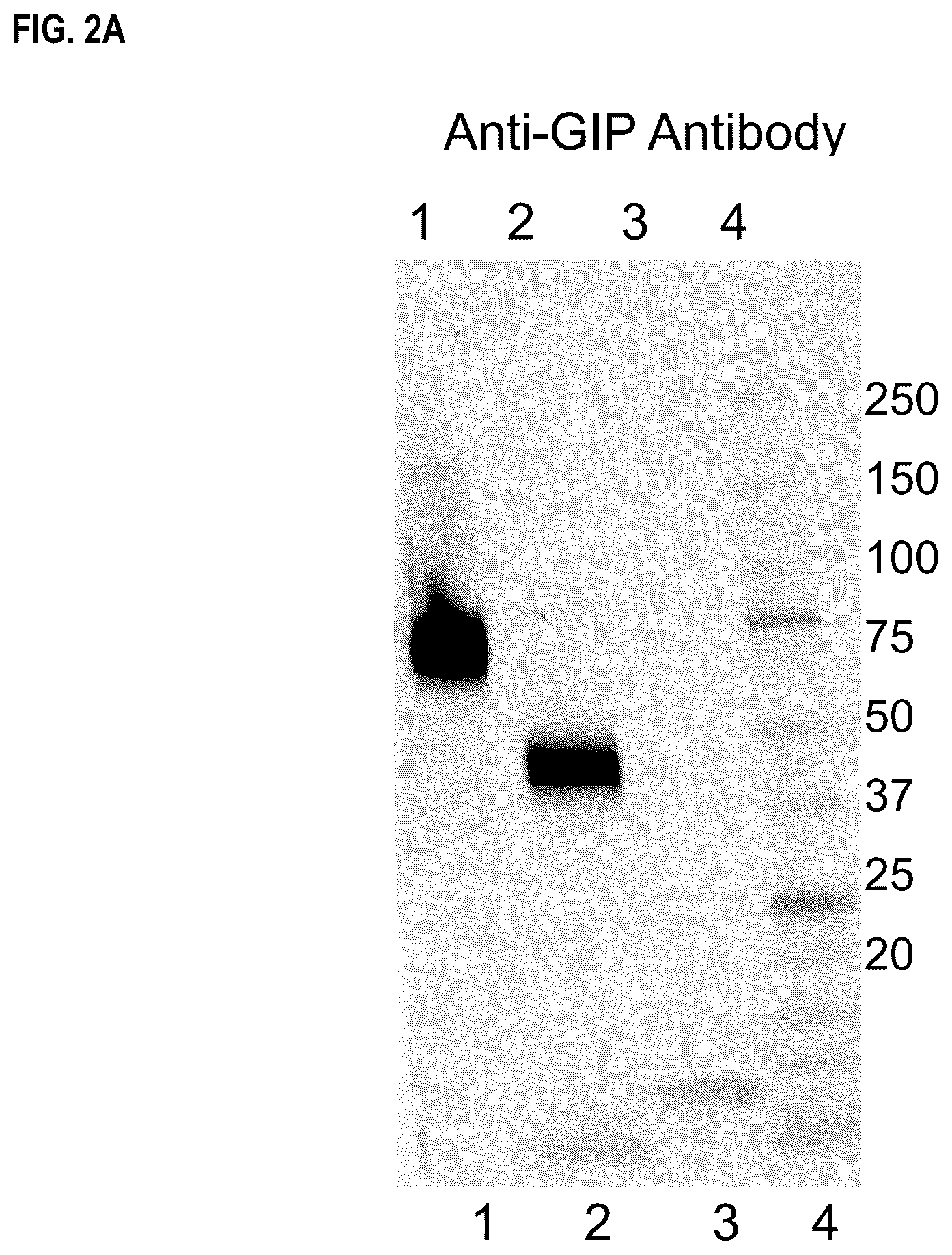 Patent US12492236 Figure 2 – Fusion proteins for the treatment of cardiometabolic diseases