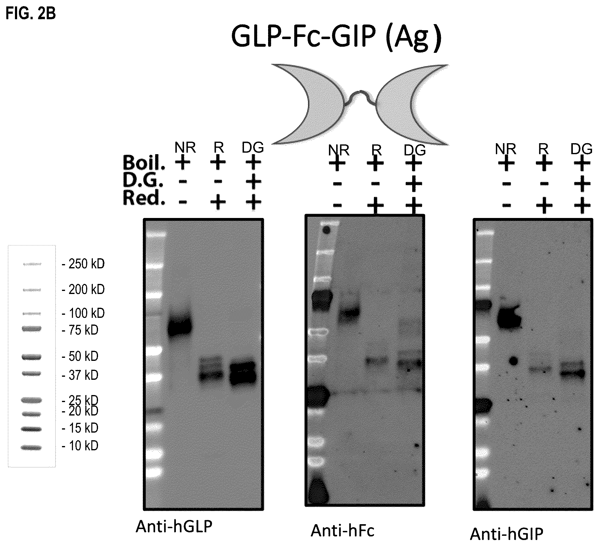 Patent US12492236 Figure 3 – Fusion proteins for the treatment of cardiometabolic diseases