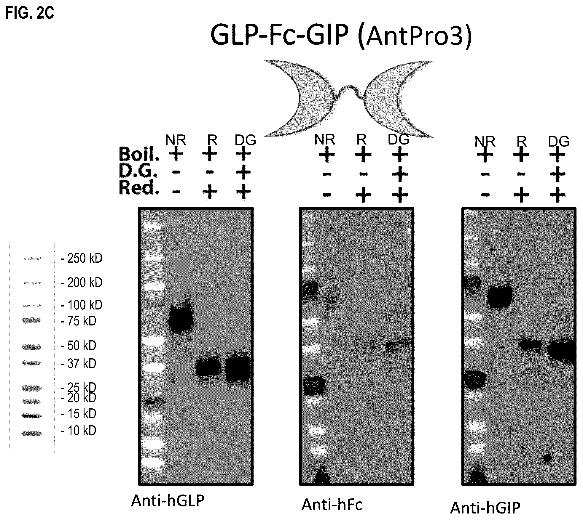 Patent US12492236 Figure 4 – Fusion proteins for the treatment of cardiometabolic diseases