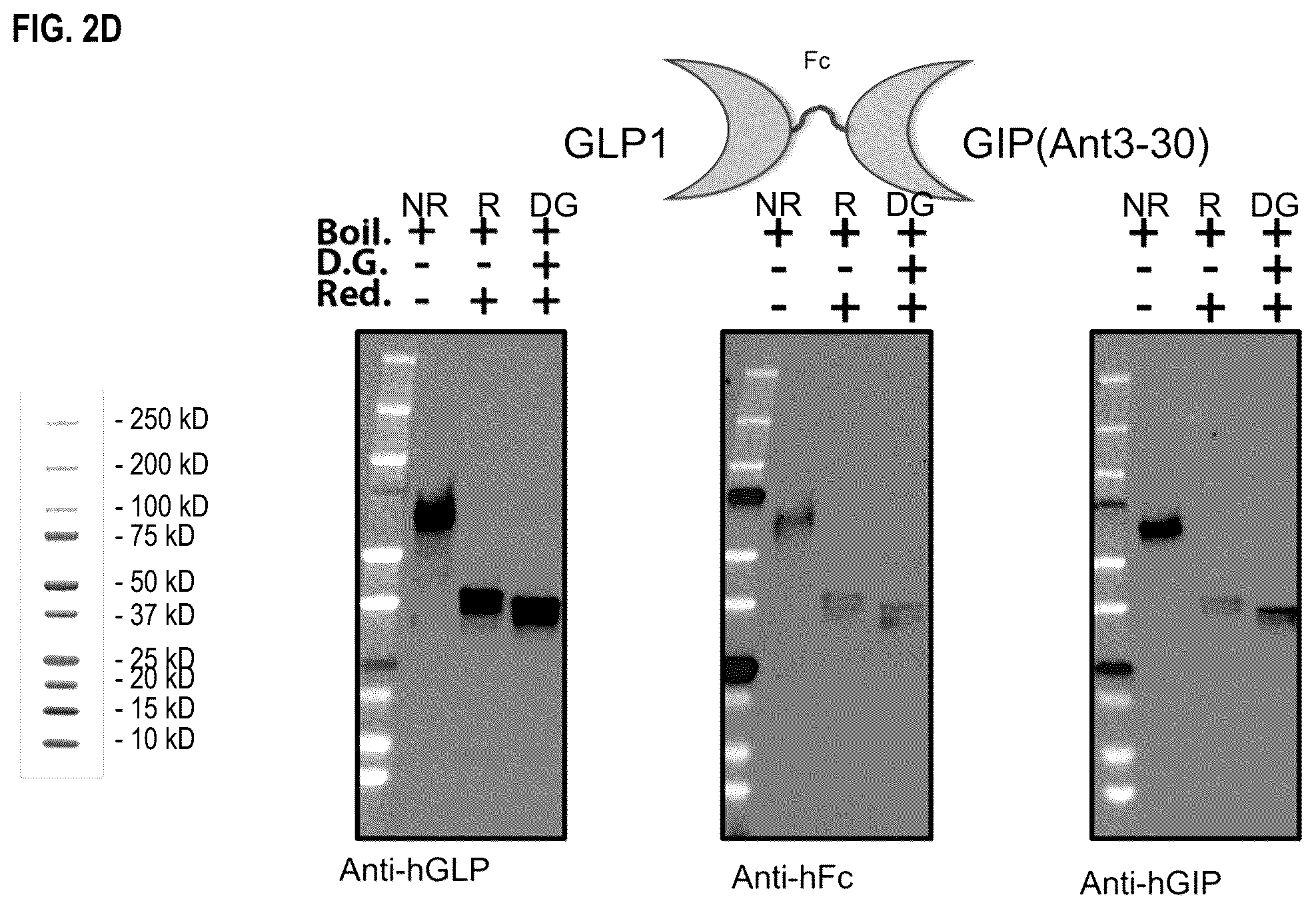 Patent US12492236 Figure 5 – Fusion proteins for the treatment of cardiometabolic diseases