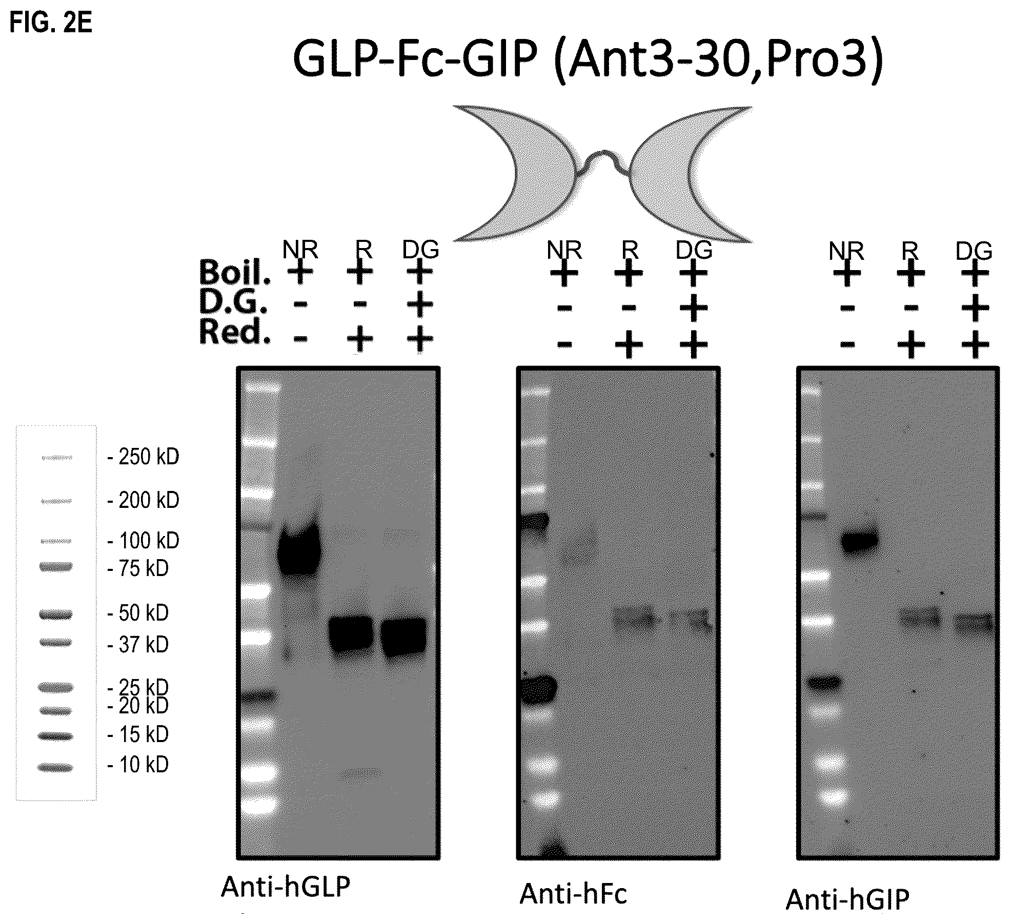 Patent US12492236 Figure 6 – Fusion proteins for the treatment of cardiometabolic diseases