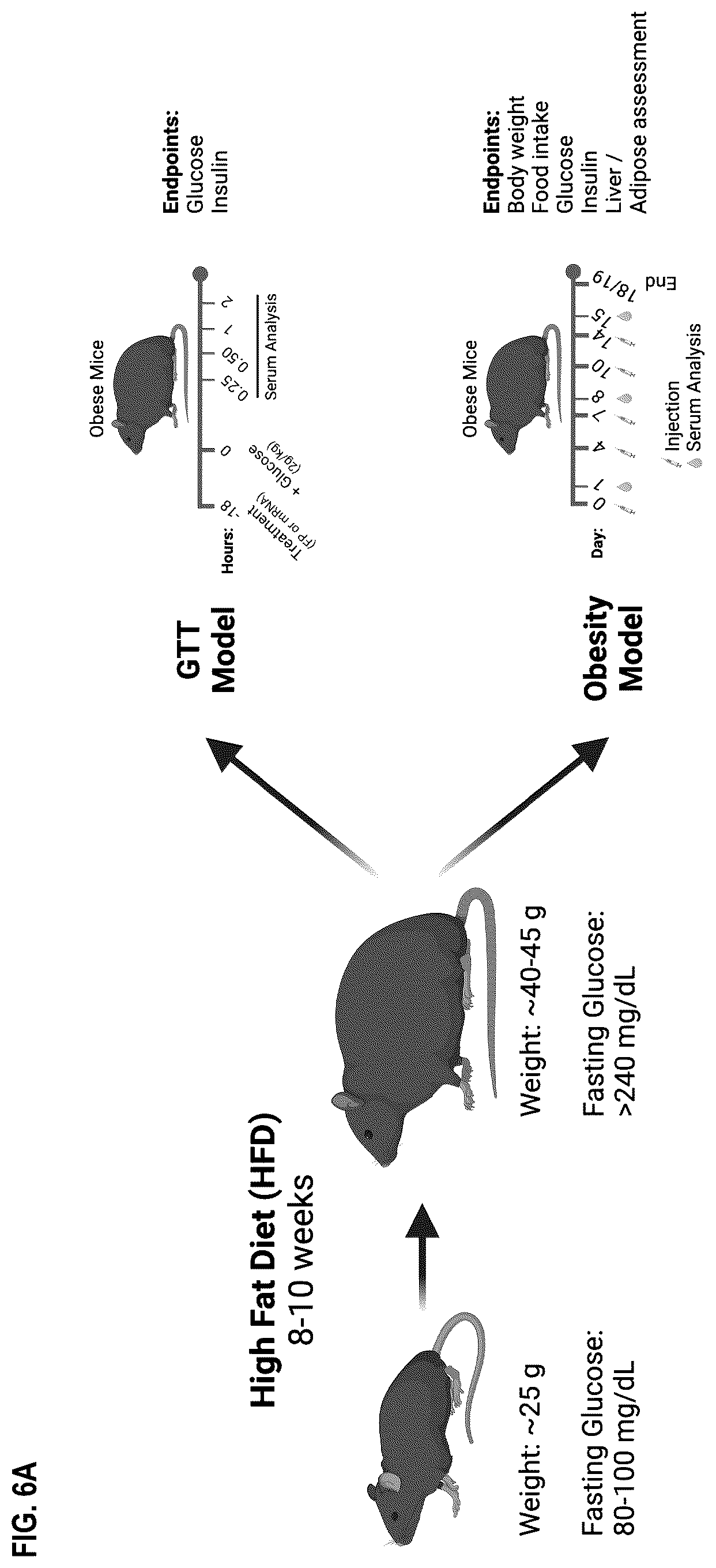 Patent US12492236 Figure 10 – Fusion proteins for the treatment of cardiometabolic diseases