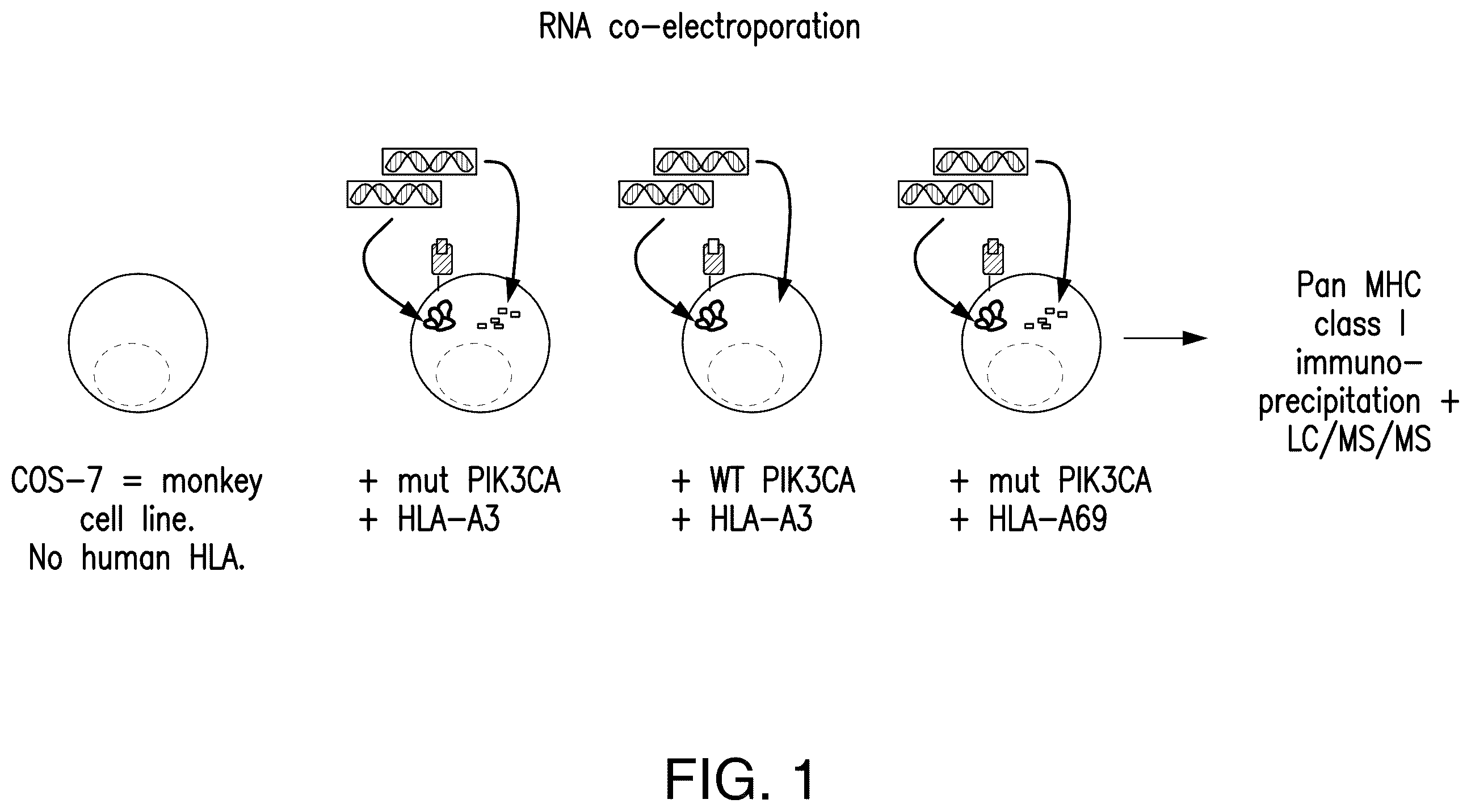 Patent US12492237 Figure 1 – T cell receptors targeting PIK3CA mutations and uses thereof