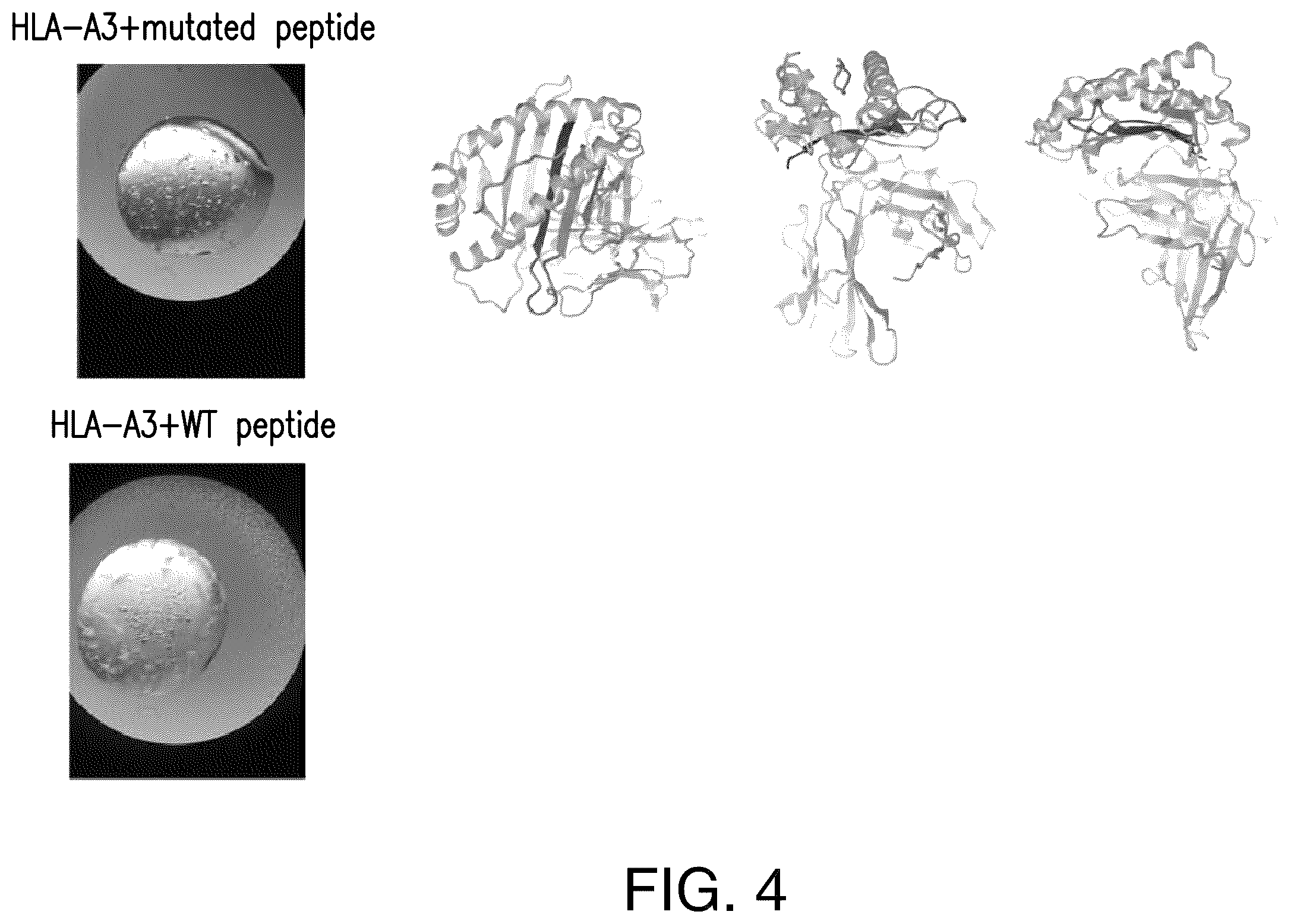 Patent US12492237 Figure 4 – T cell receptors targeting PIK3CA mutations and uses thereof