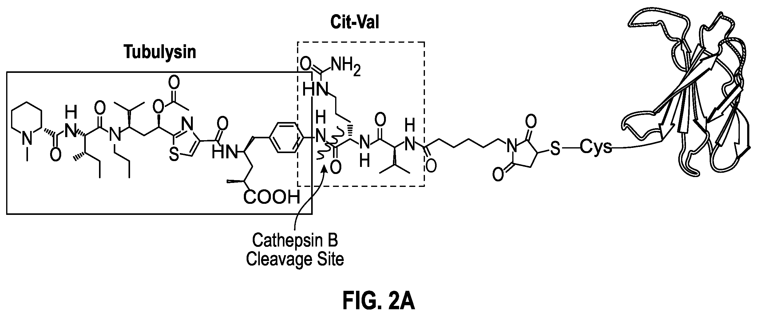 Patent US12492238 Figure 2 – Glypican-3-binding fibronectin based scaffold molecules