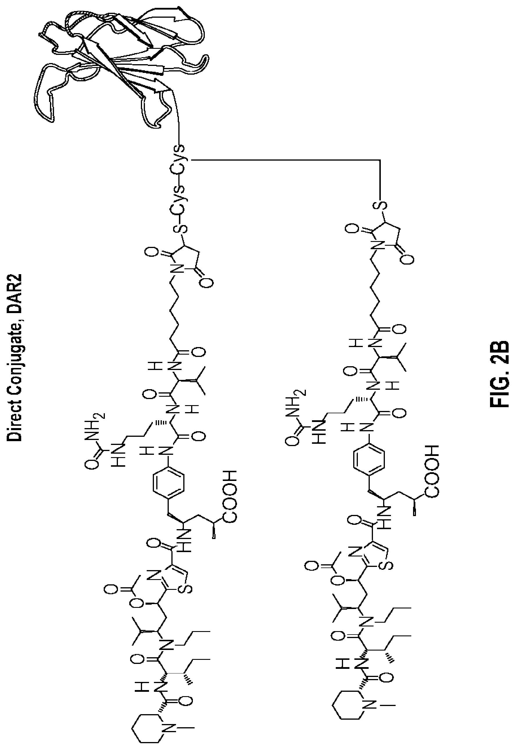 Patent US12492238 Figure 3 – Glypican-3-binding fibronectin based scaffold molecules