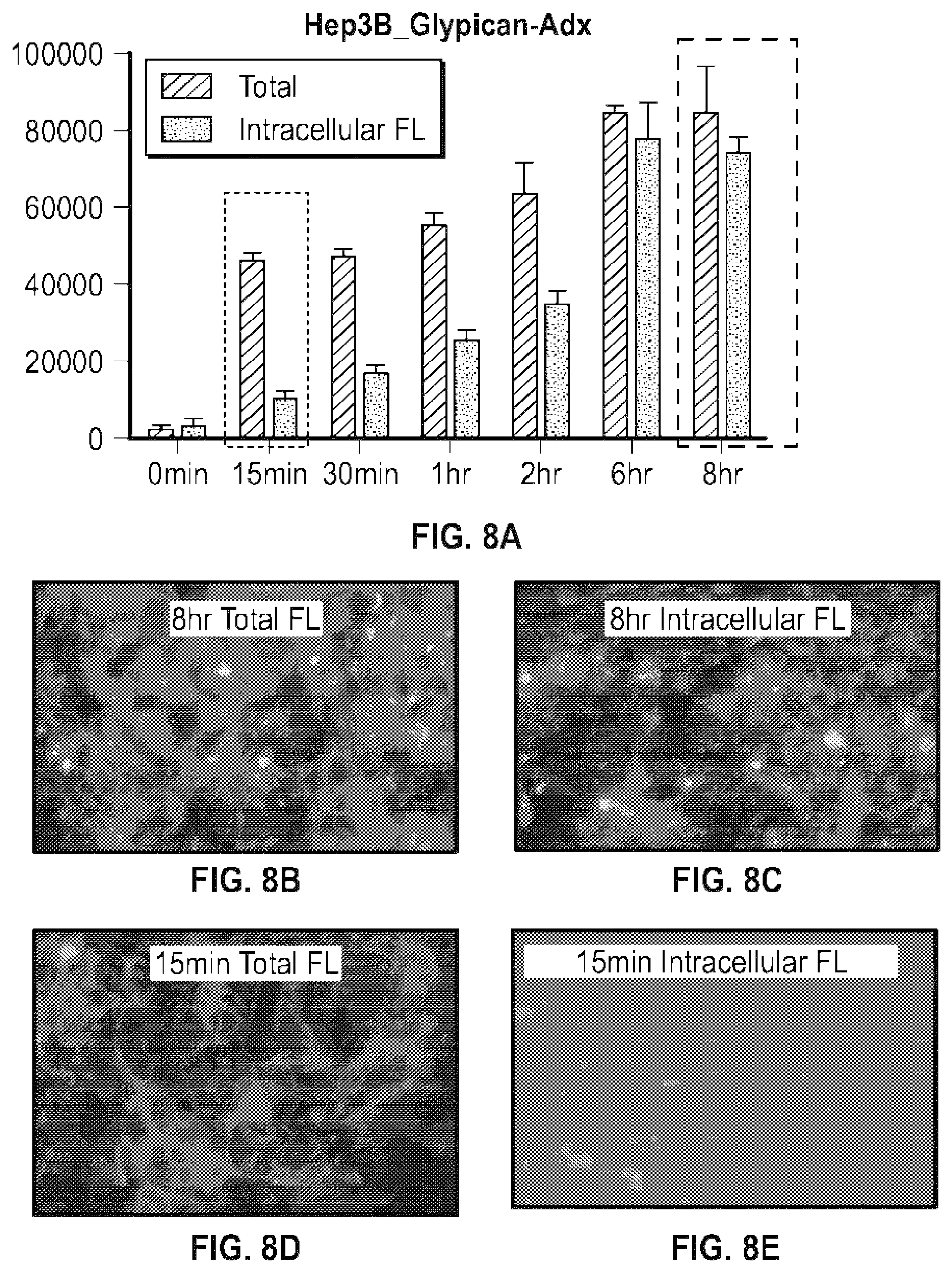 Patent US12492238 Figure 13 – Glypican-3-binding fibronectin based scaffold molecules