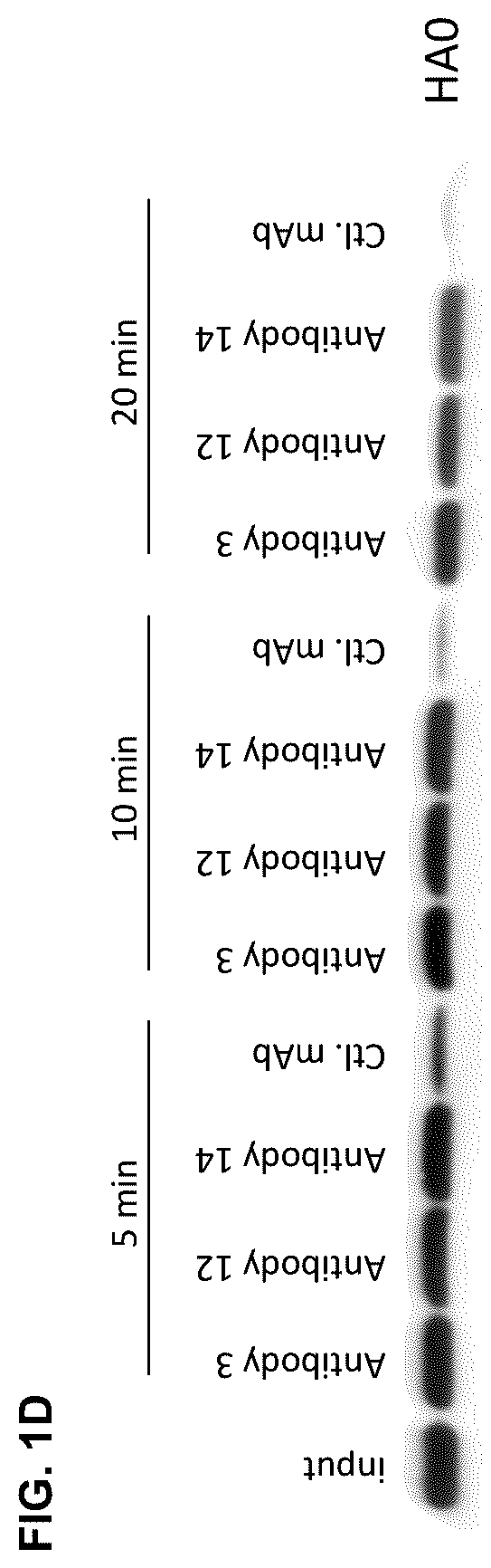 Patent US12492240 Figure 2 – Neutralizing anti-influenza A antibodies and uses thereof