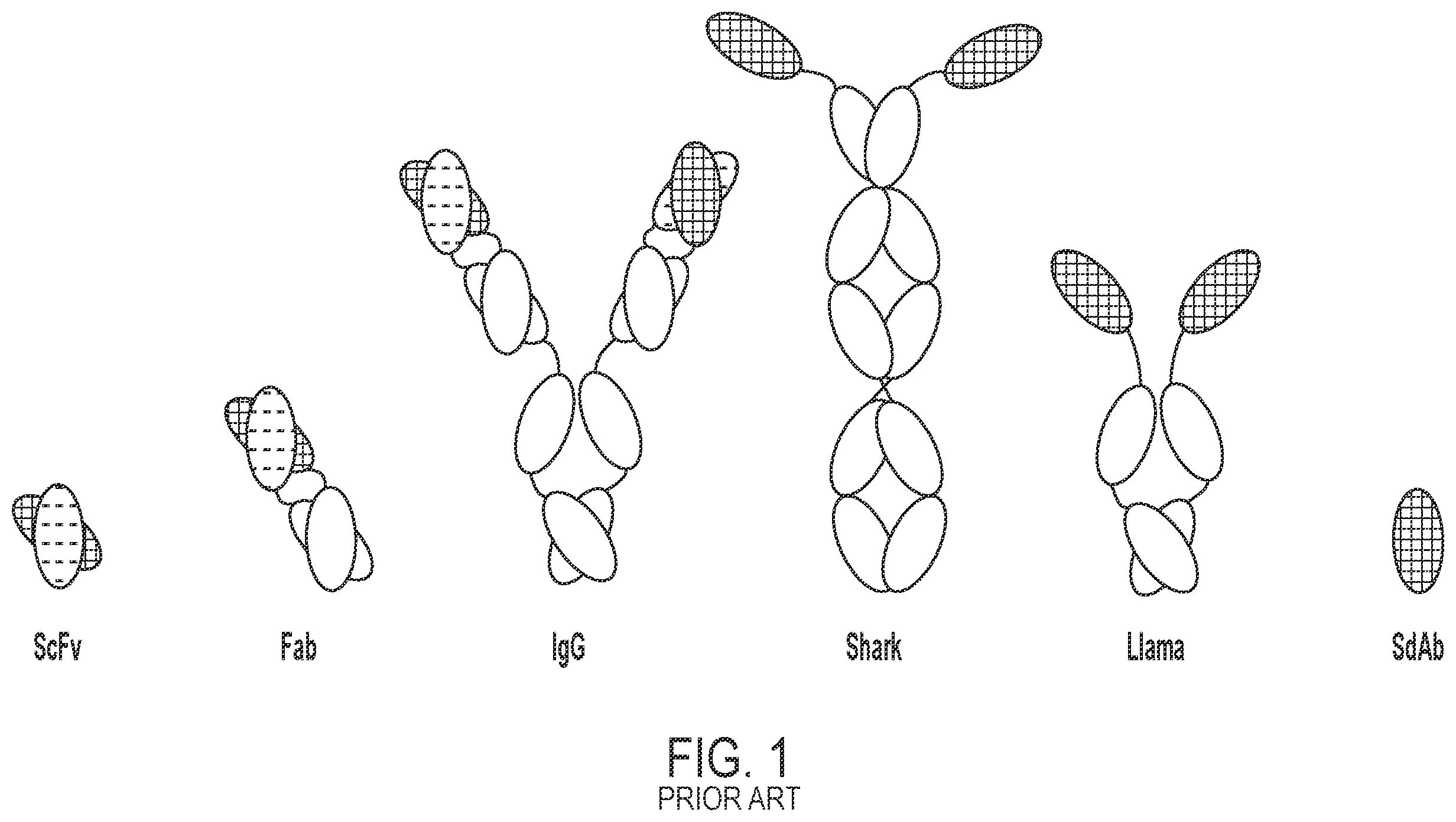 Patent US12492242 Figure 1 – Single domain antibodies that bind and neutralize Venezuelan equine encephalitis virus