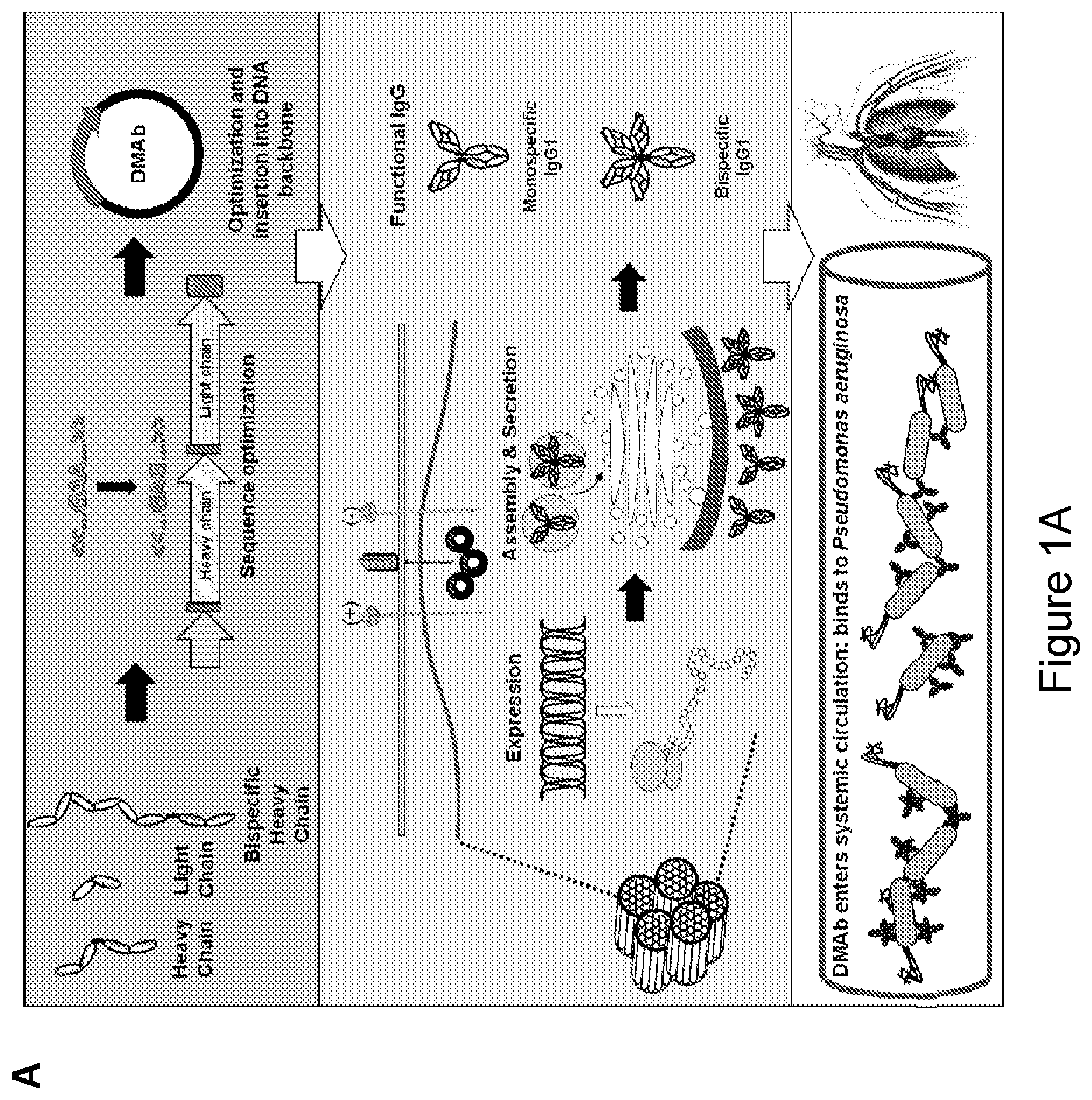 Patent US12492243 — DNA antibody constructs for use against Pseudomonas aeruginosa — Figure 1