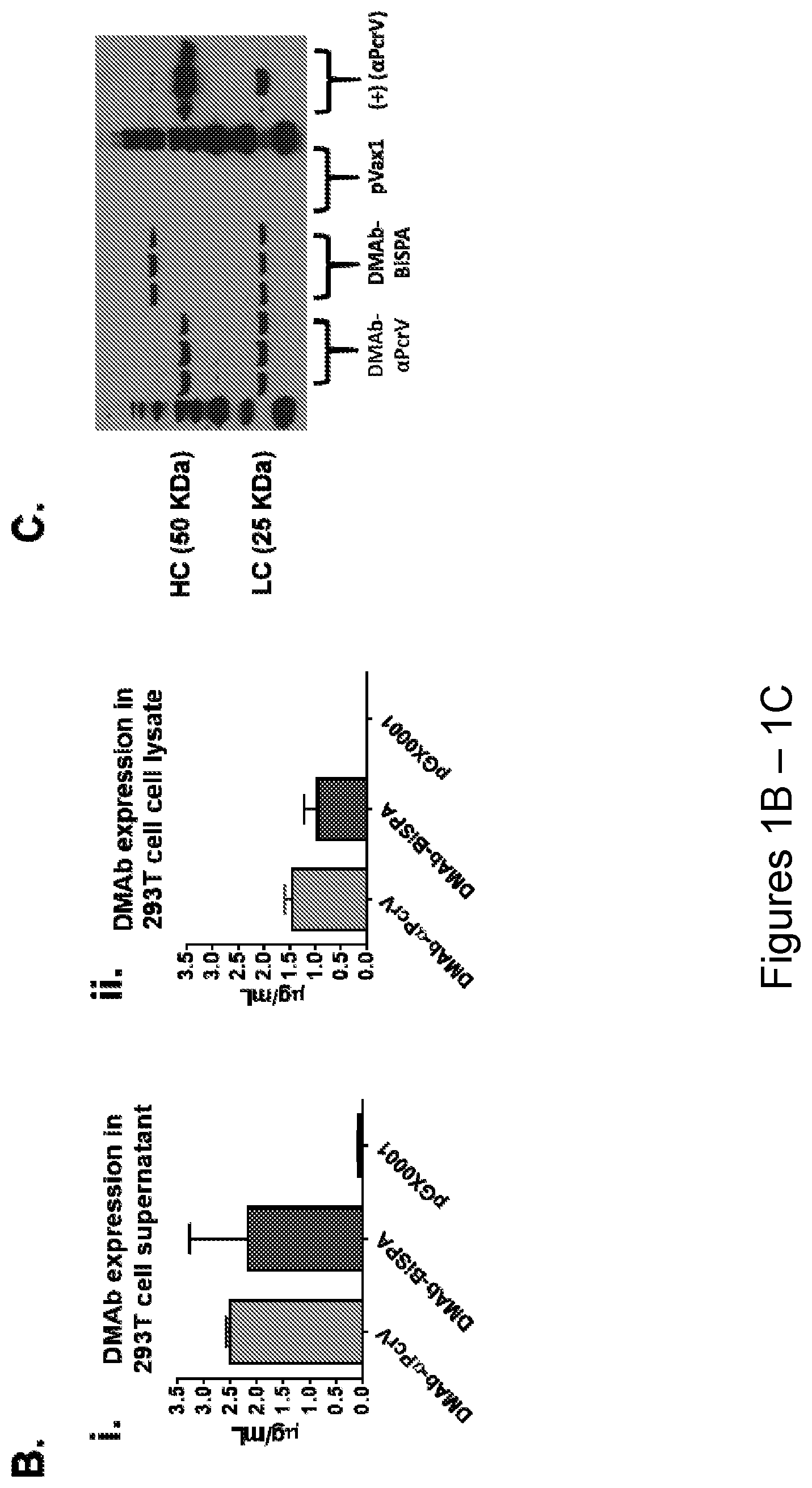 Patent US12492243 Figure 2 – DNA antibody constructs for use against Pseudomonas aeruginosa