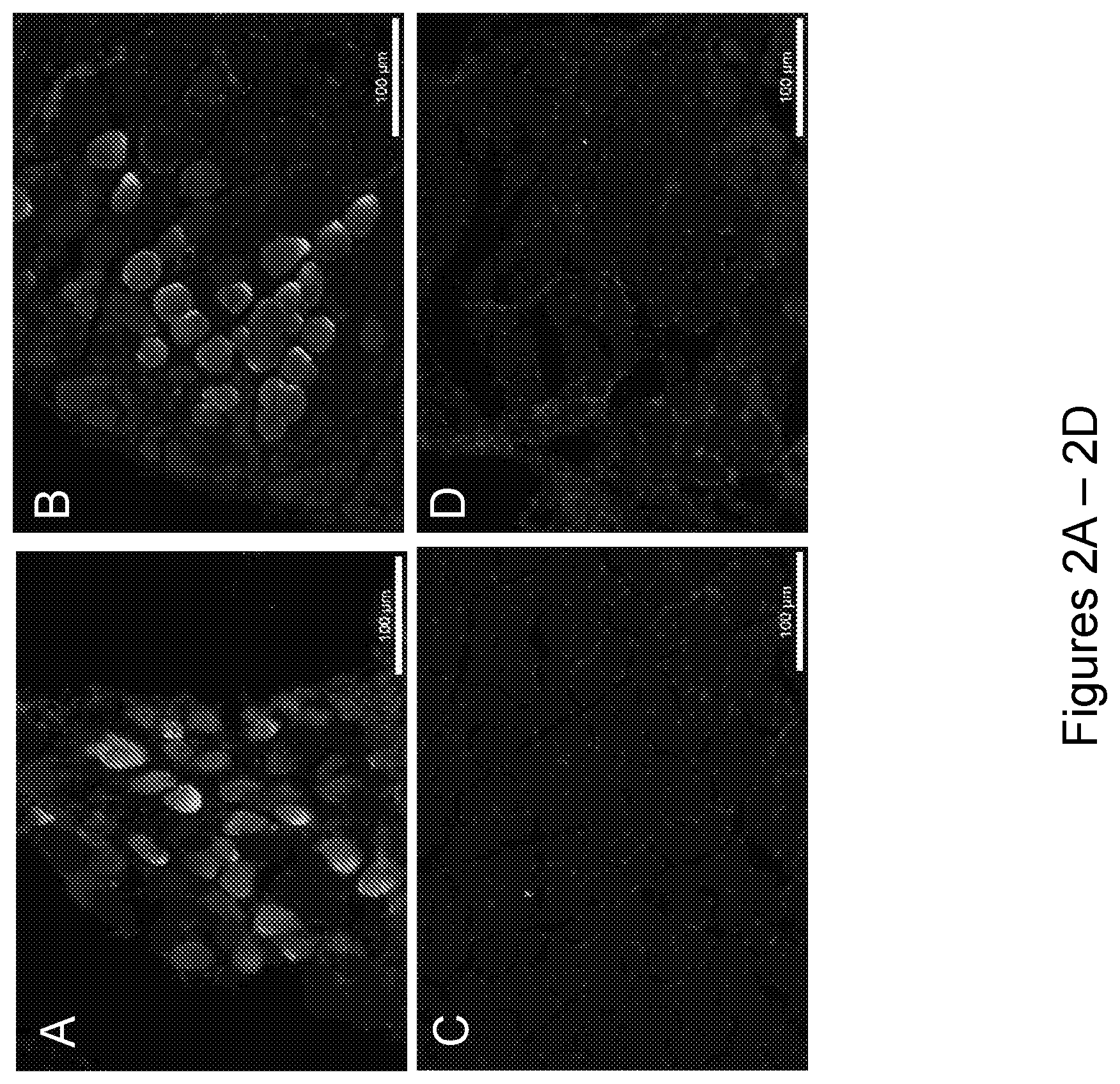 Patent US12492243 Figure 3 – DNA antibody constructs for use against Pseudomonas aeruginosa