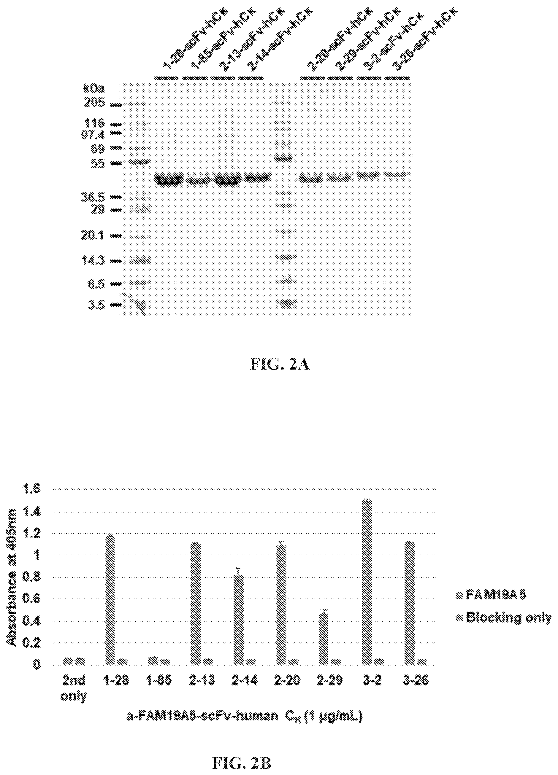 Patent US12492244 Figure 4 – Anti-family with sequence similarity 19, member A5 antibodies and method of use thereof