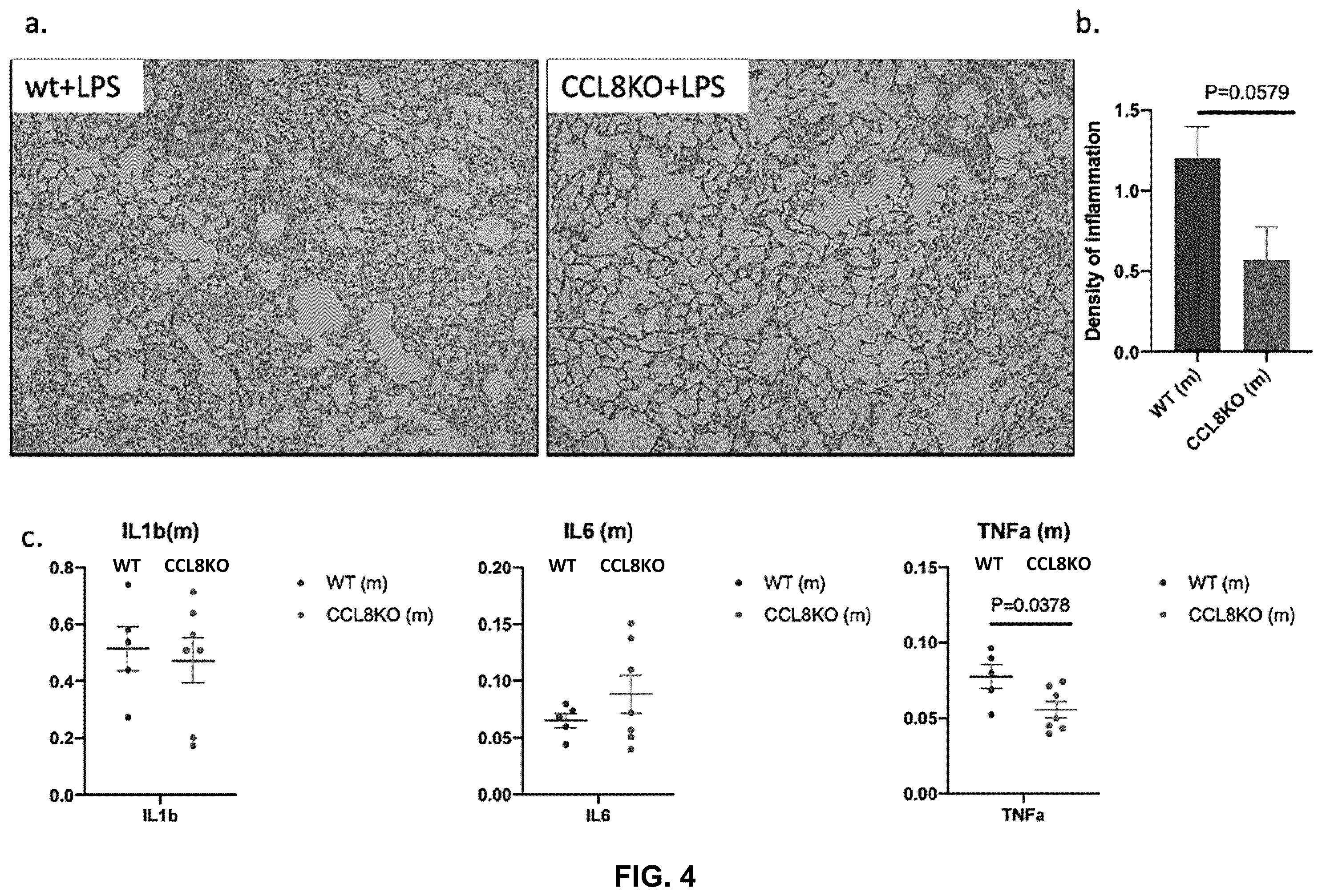 Patent US12492245 Figure 4 – Anti-CCL8 antibodies and treatment of lung injury by CCL8 inhibition