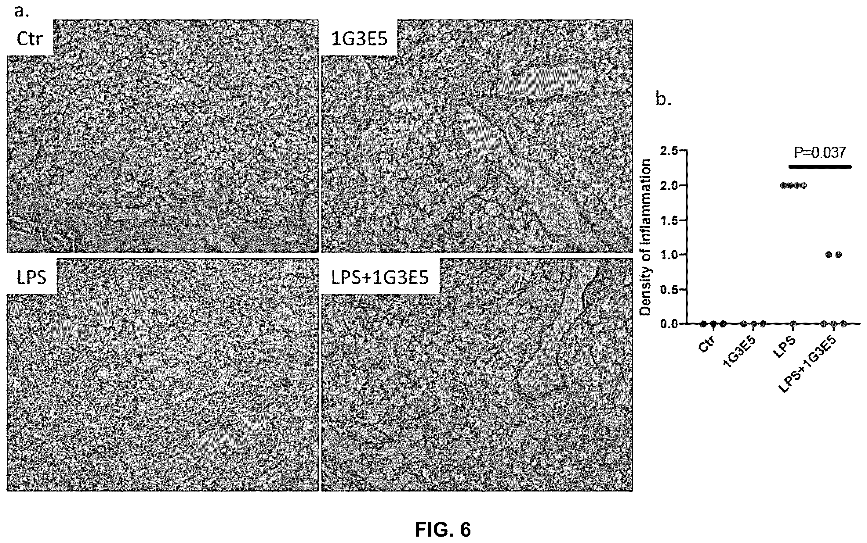 Patent US12492245 Figure 6 – Anti-CCL8 antibodies and treatment of lung injury by CCL8 inhibition
