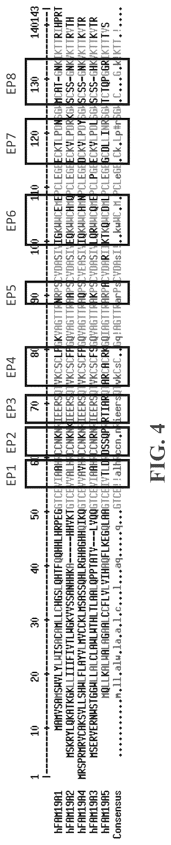 Patent US12492246 Figure 5 – Anti-FAM19A5 antibodies and uses thereof