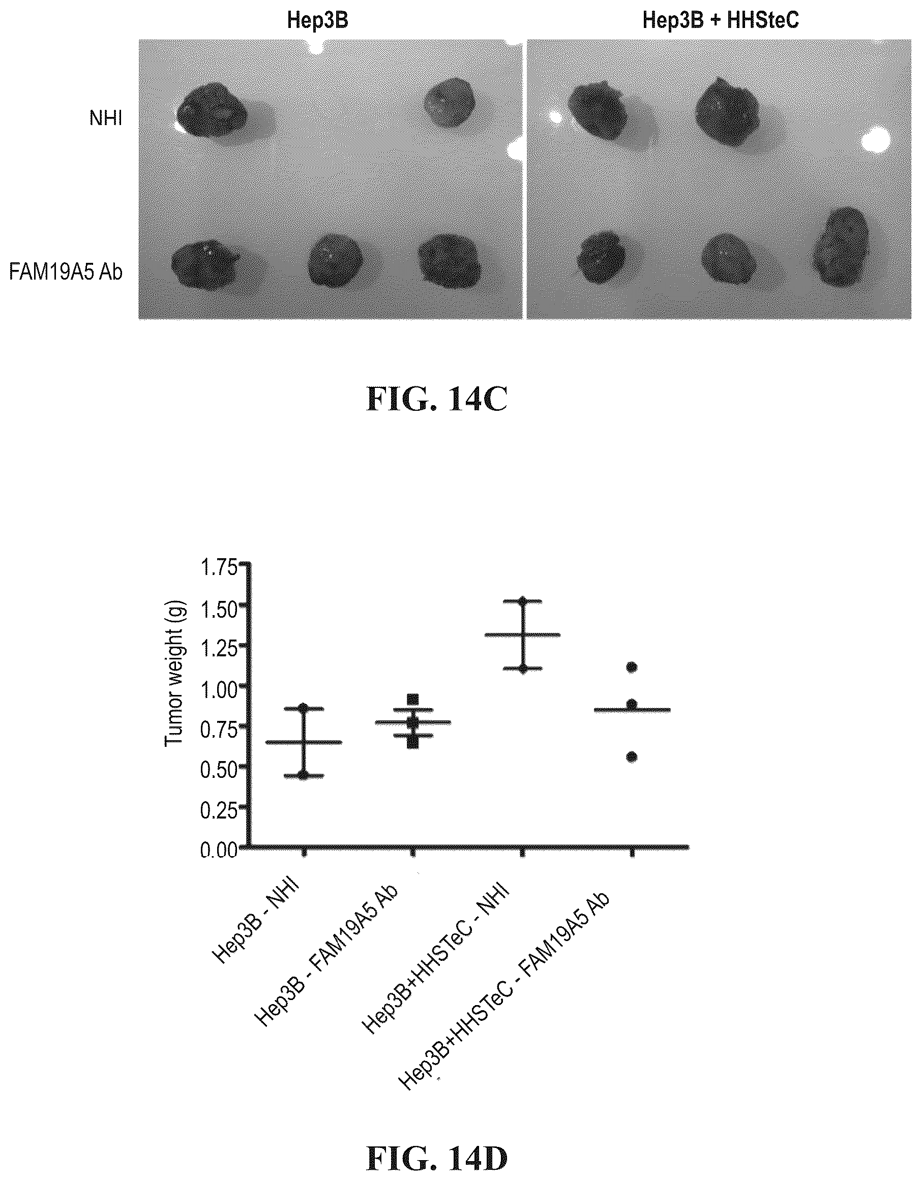 Patent US12492246 Figure 16 – Anti-FAM19A5 antibodies and uses thereof