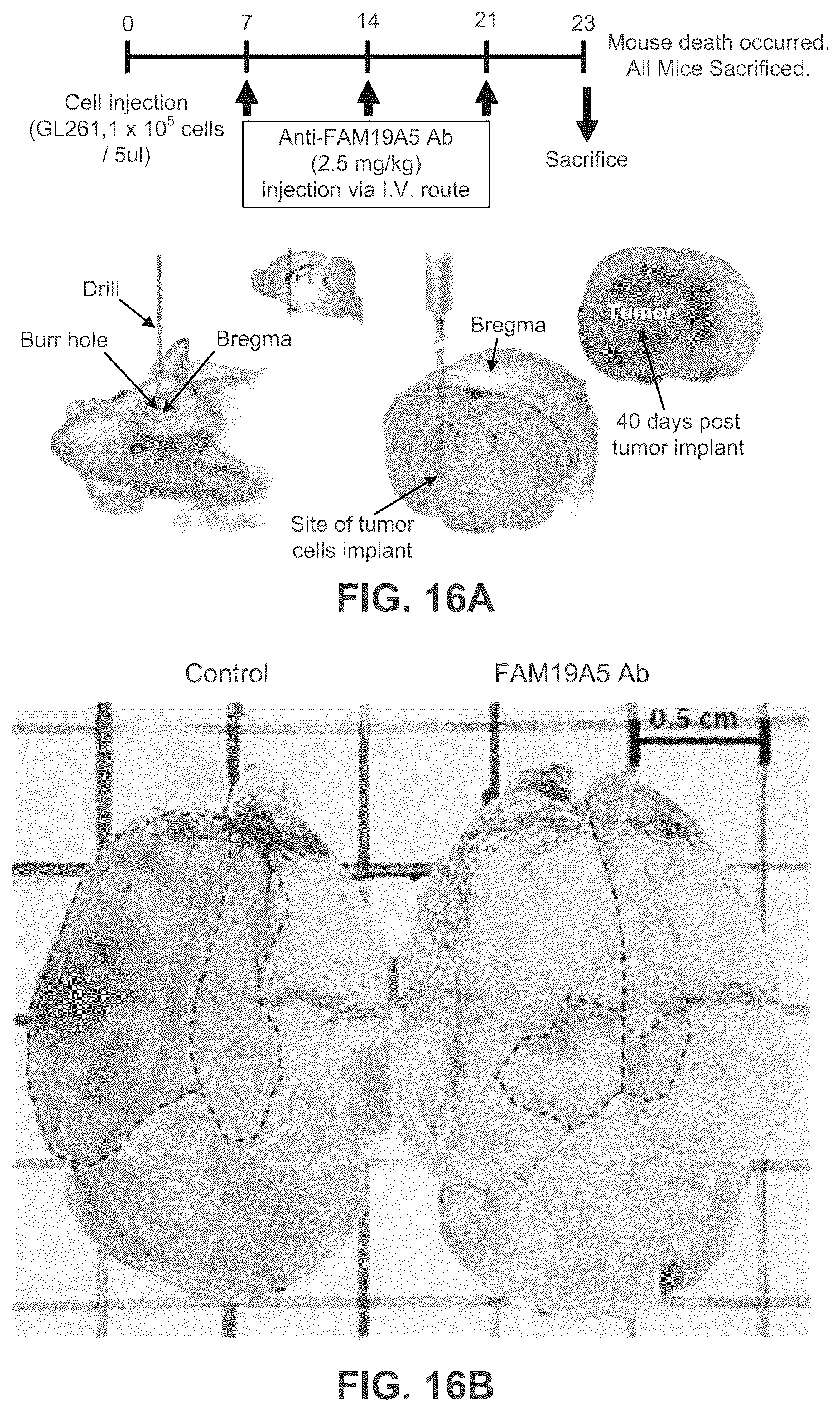 Patent US12492246 Figure 19 – Anti-FAM19A5 antibodies and uses thereof