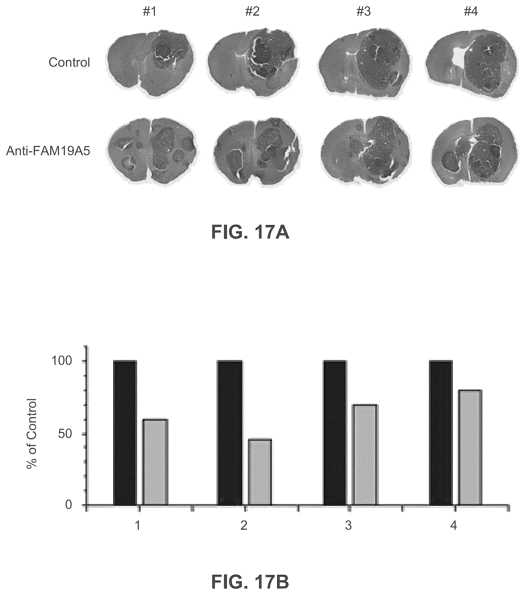 Patent US12492246 Figure 20 – Anti-FAM19A5 antibodies and uses thereof