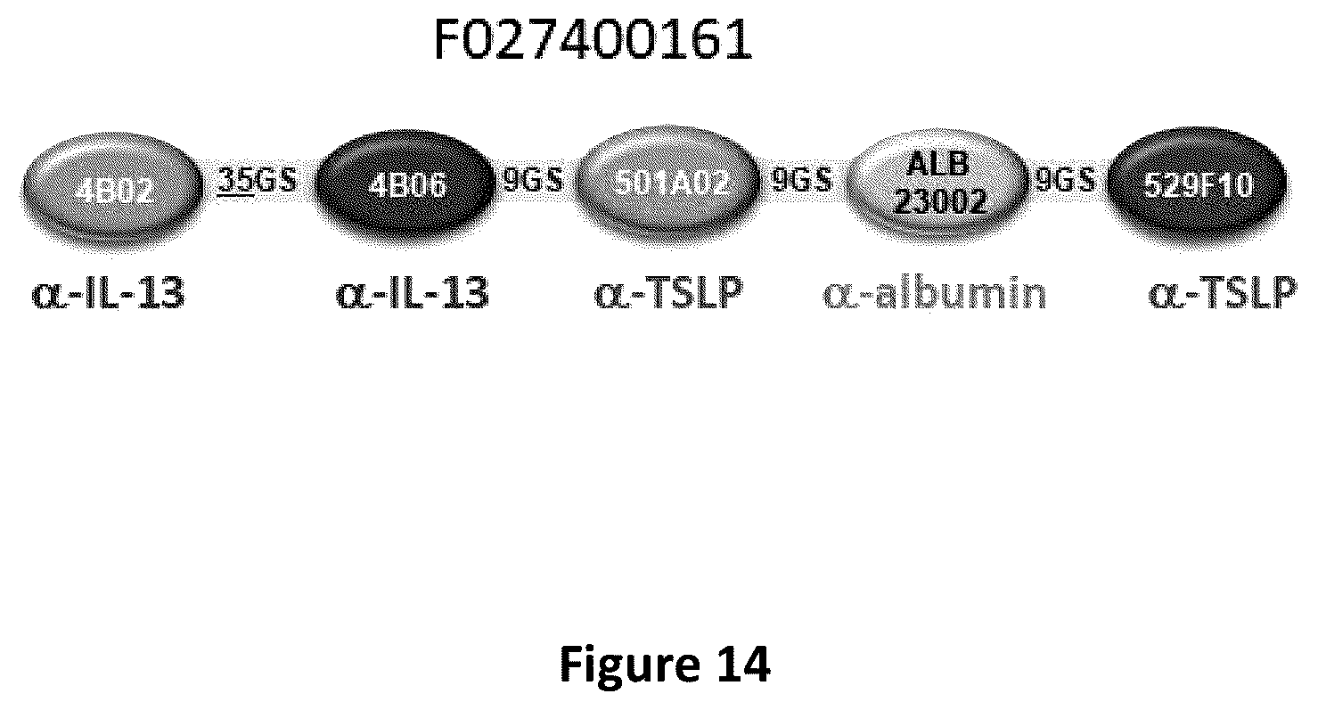 Patent US12492248 Figure 14 – Methods of treatment utilizing polypeptides comprising immunoglobulin single variable domains targeting IL-13 and TSLP