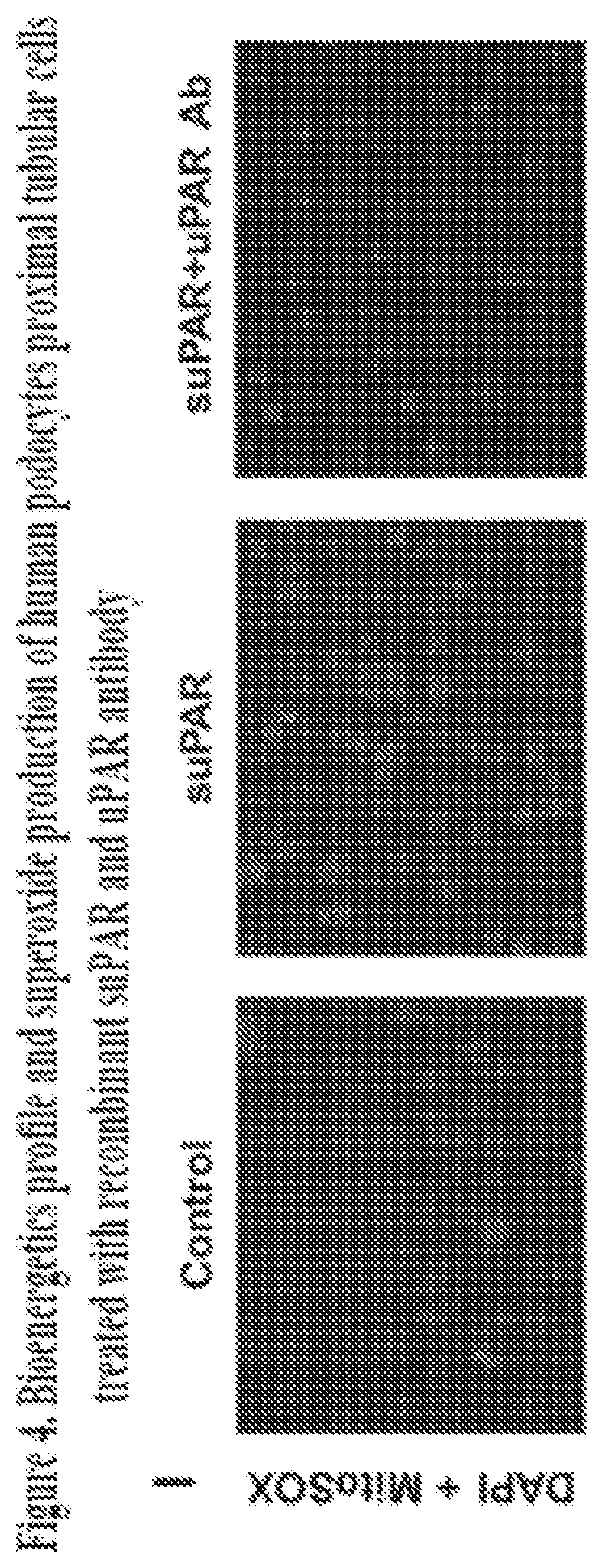 Patent US12492250 Figure 8 – suPAR and prediction and treatment of acute kidney injury