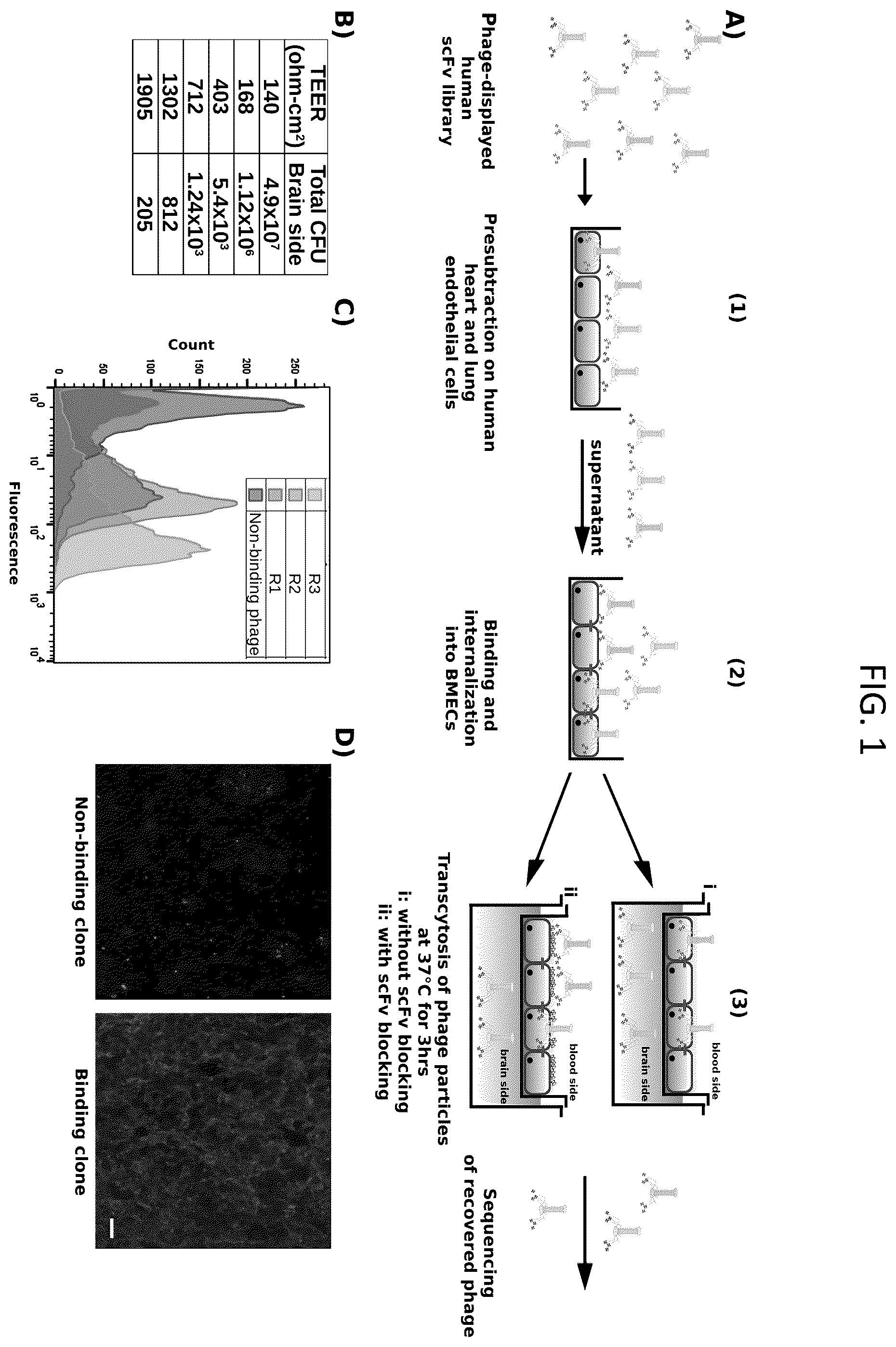 Patent US12492251 Figure 1 – Human blood-brain barrier targeting antibodies