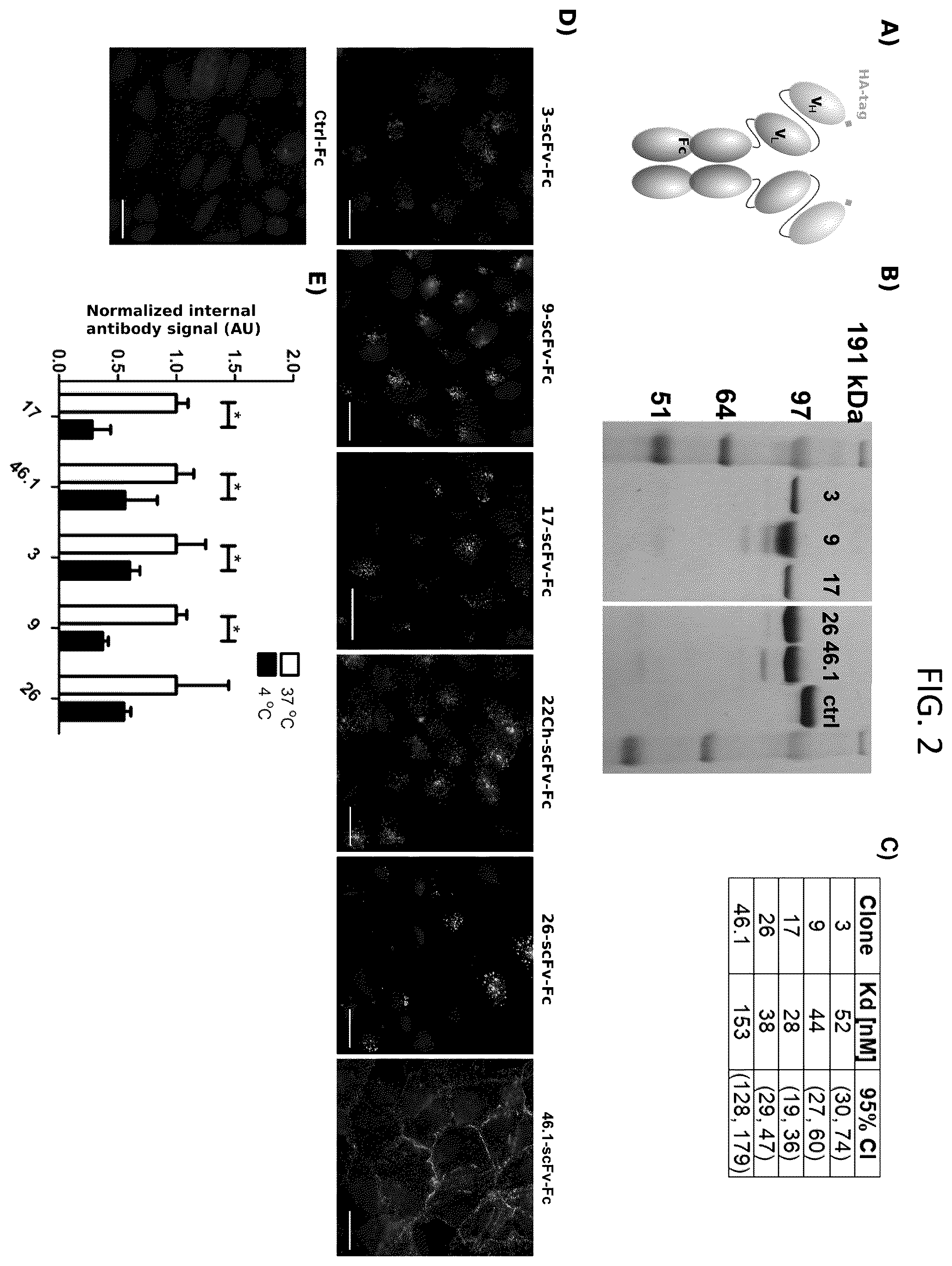 Patent US12492251 Figure 2 – Human blood-brain barrier targeting antibodies