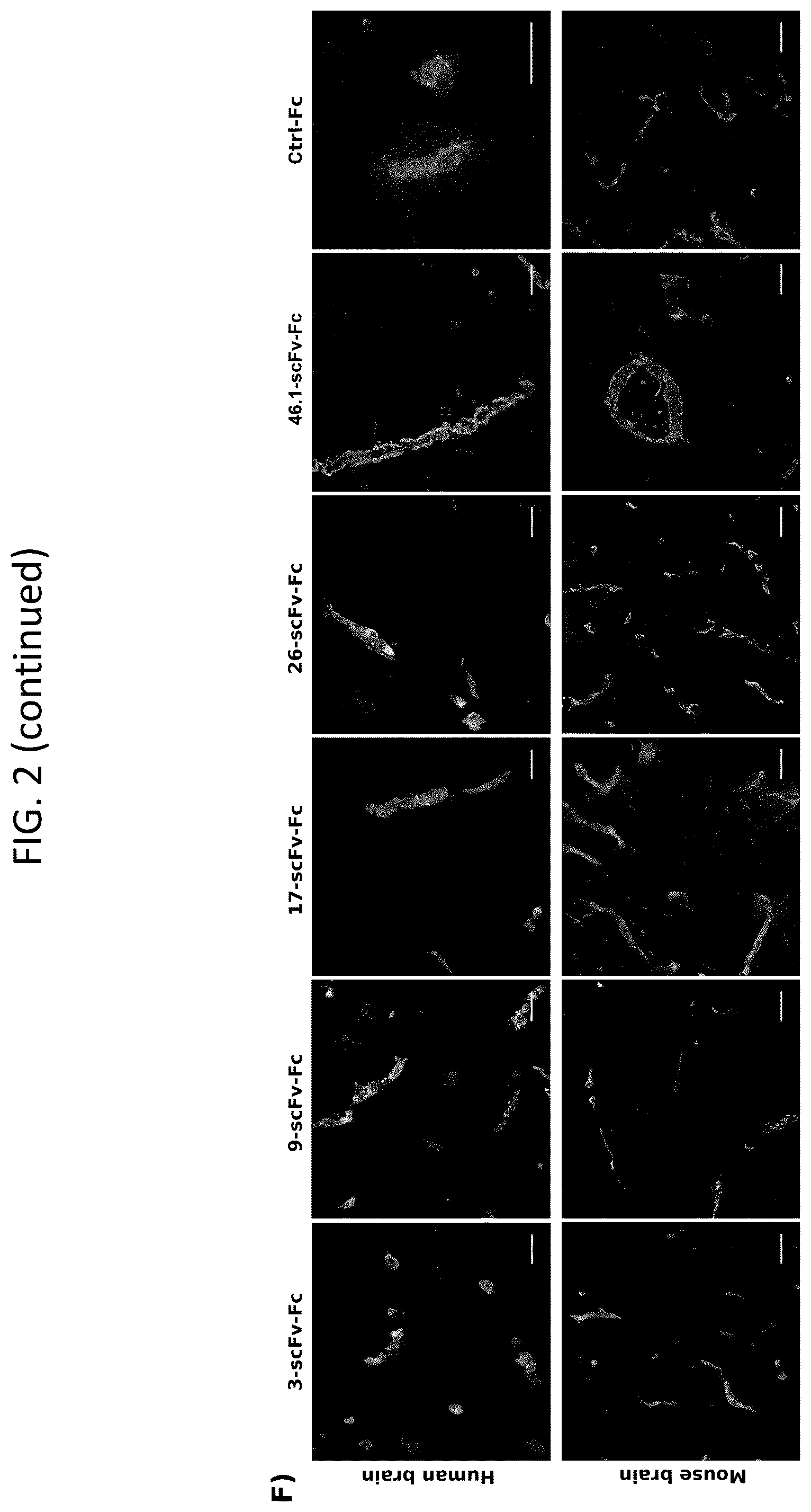 Patent US12492251 Figure 3 – Human blood-brain barrier targeting antibodies