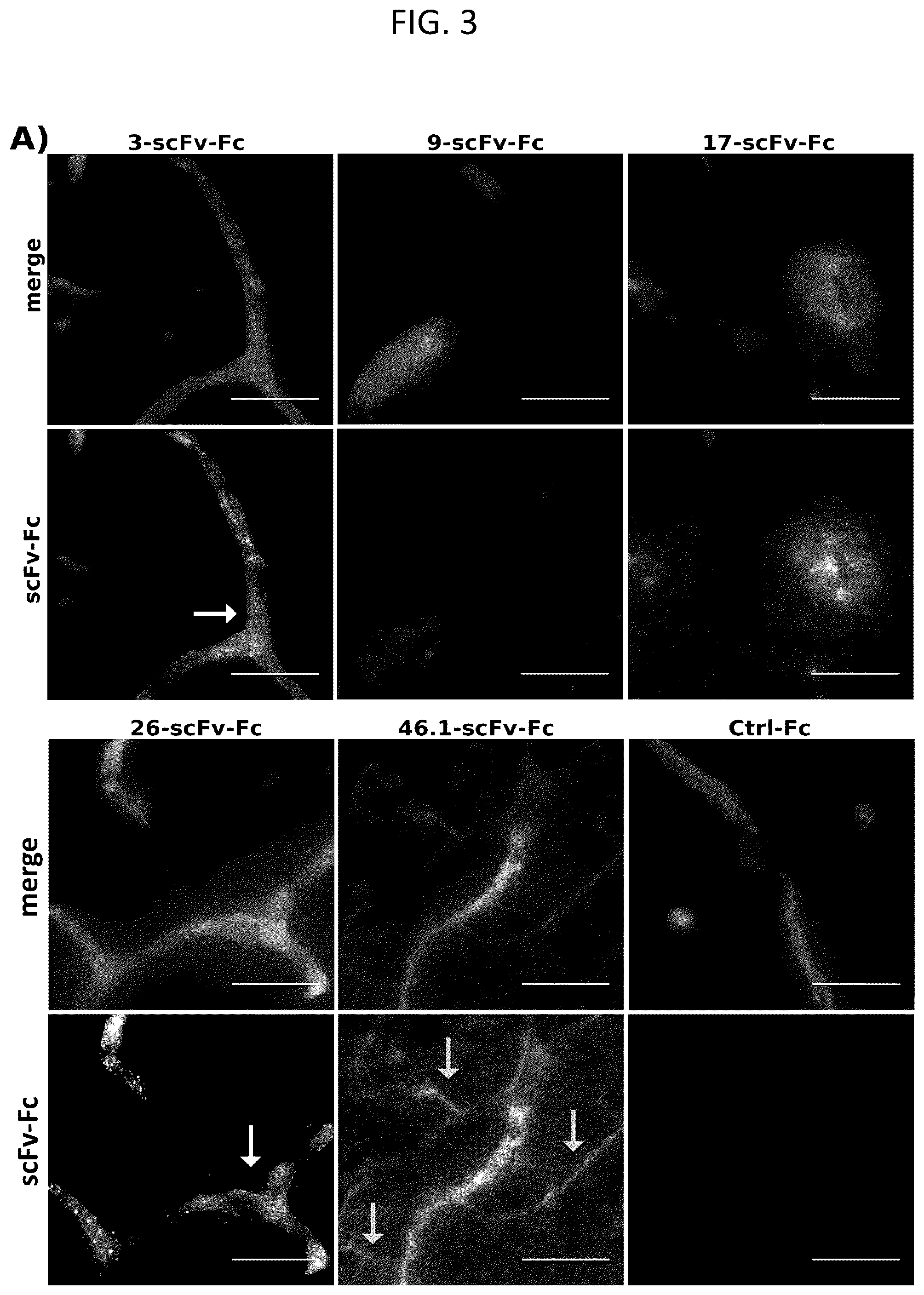 Patent US12492251 Figure 4 – Human blood-brain barrier targeting antibodies