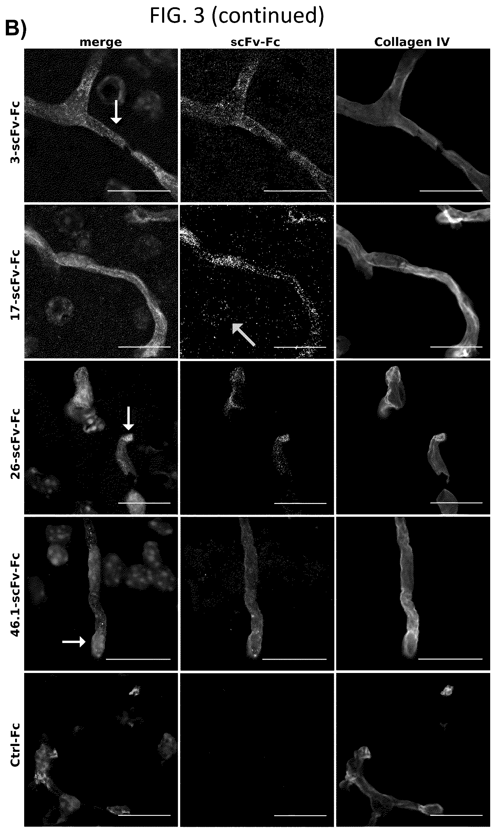 Patent US12492251 Figure 5 – Human blood-brain barrier targeting antibodies