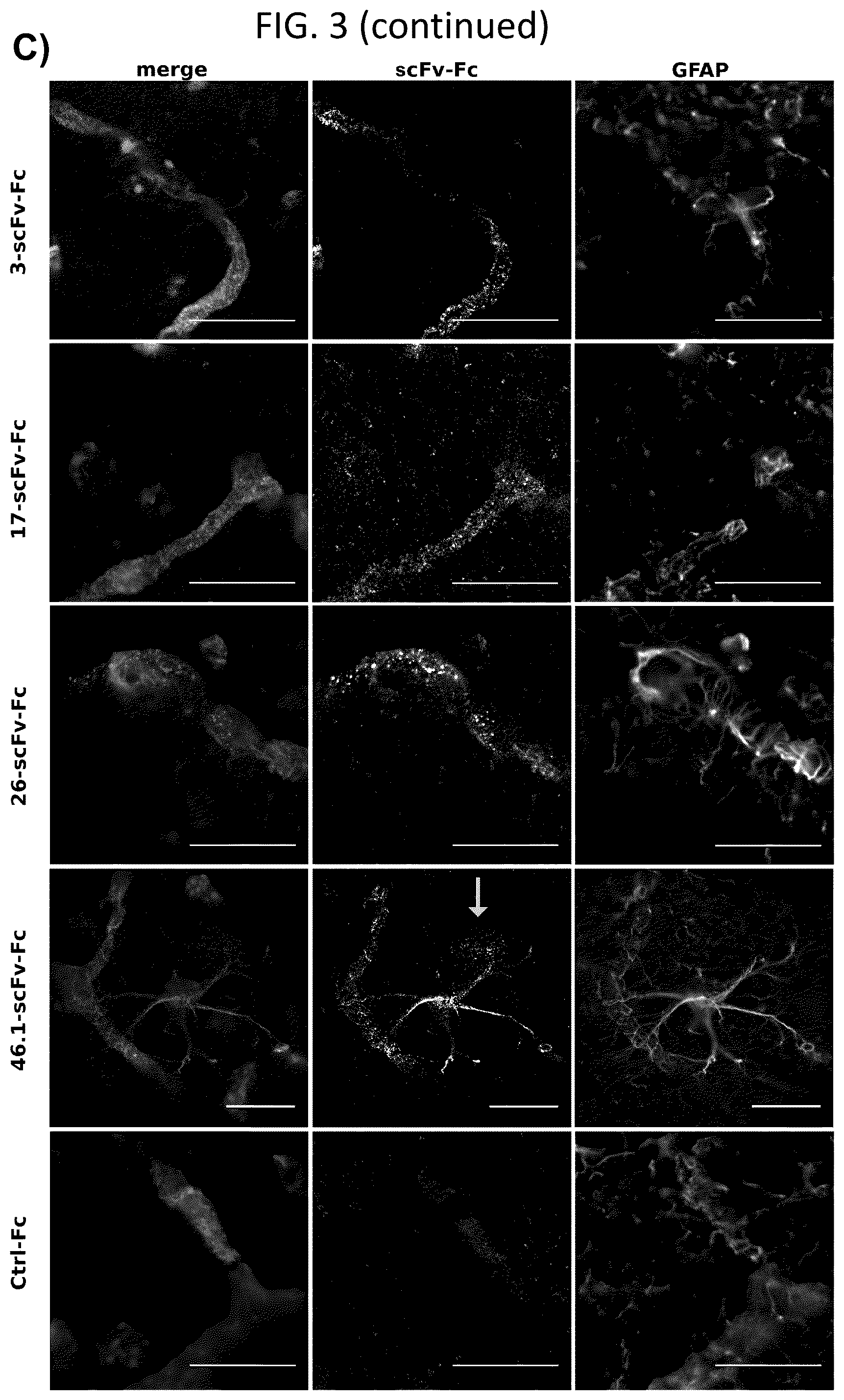 Patent US12492251 Figure 6 – Human blood-brain barrier targeting antibodies