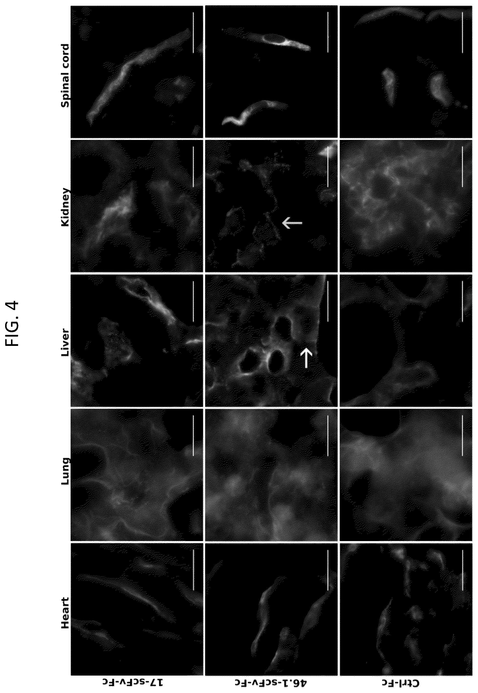Patent US12492251 Figure 7 – Human blood-brain barrier targeting antibodies