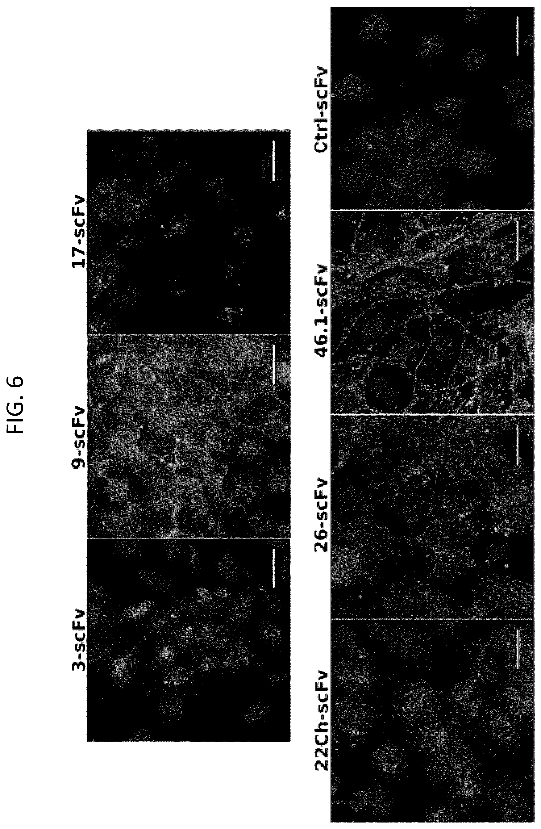 Patent US12492251 Figure 9 – Human blood-brain barrier targeting antibodies