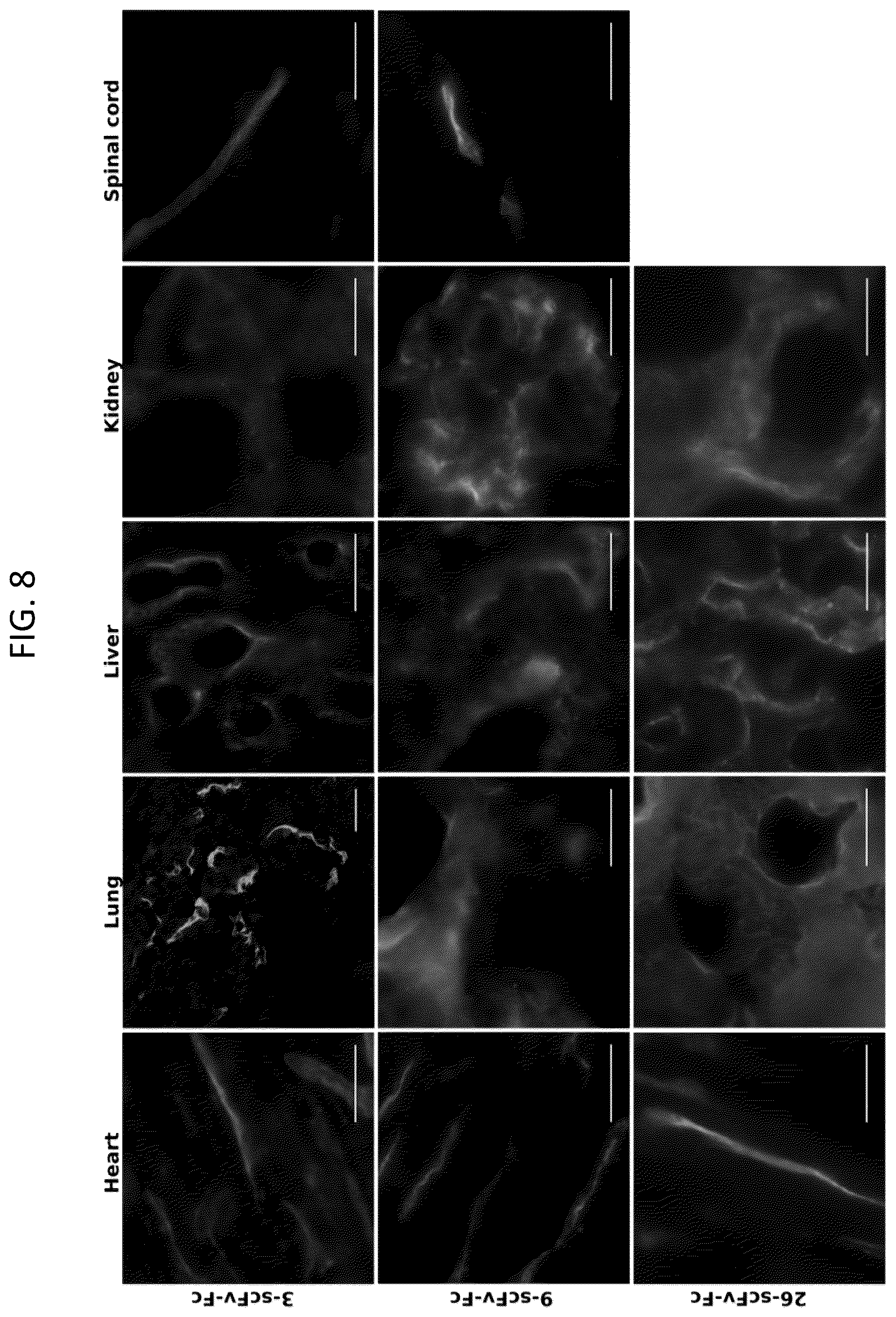 Patent US12492251 Figure 11 – Human blood-brain barrier targeting antibodies