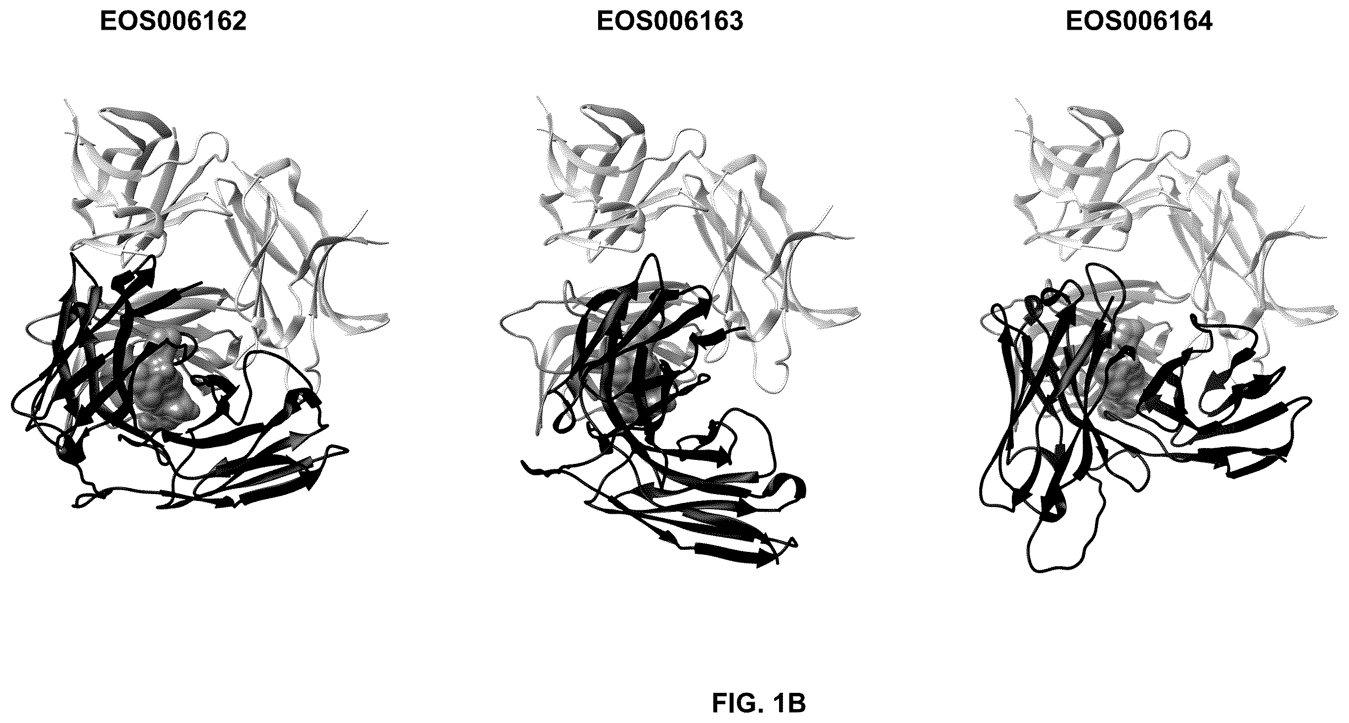 Patent US12492255 Figure 2 – Anti-TREM2 antibodies and methods of use