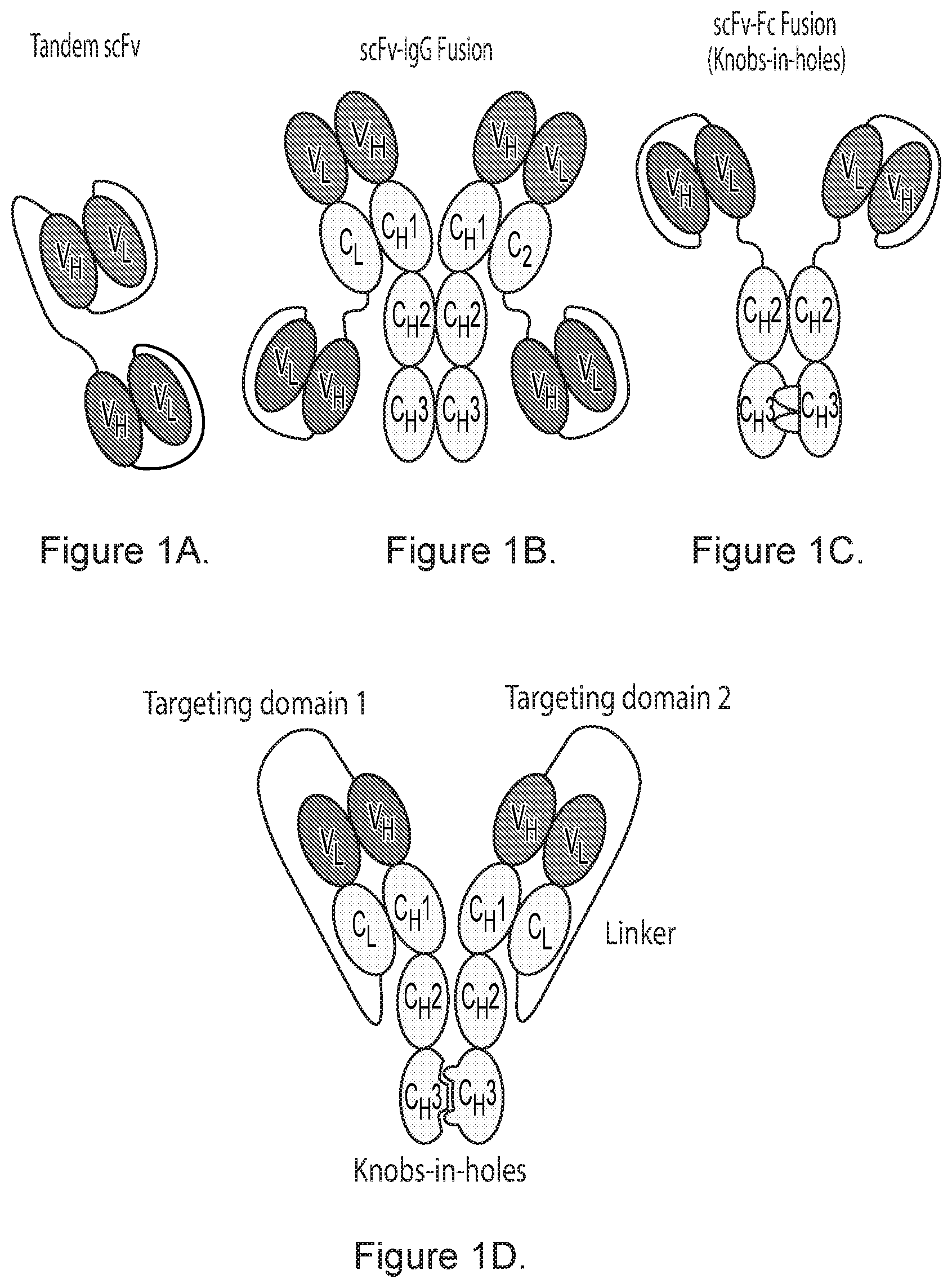 Patent US12492258 Figure 1 – Bispecific binding agents
