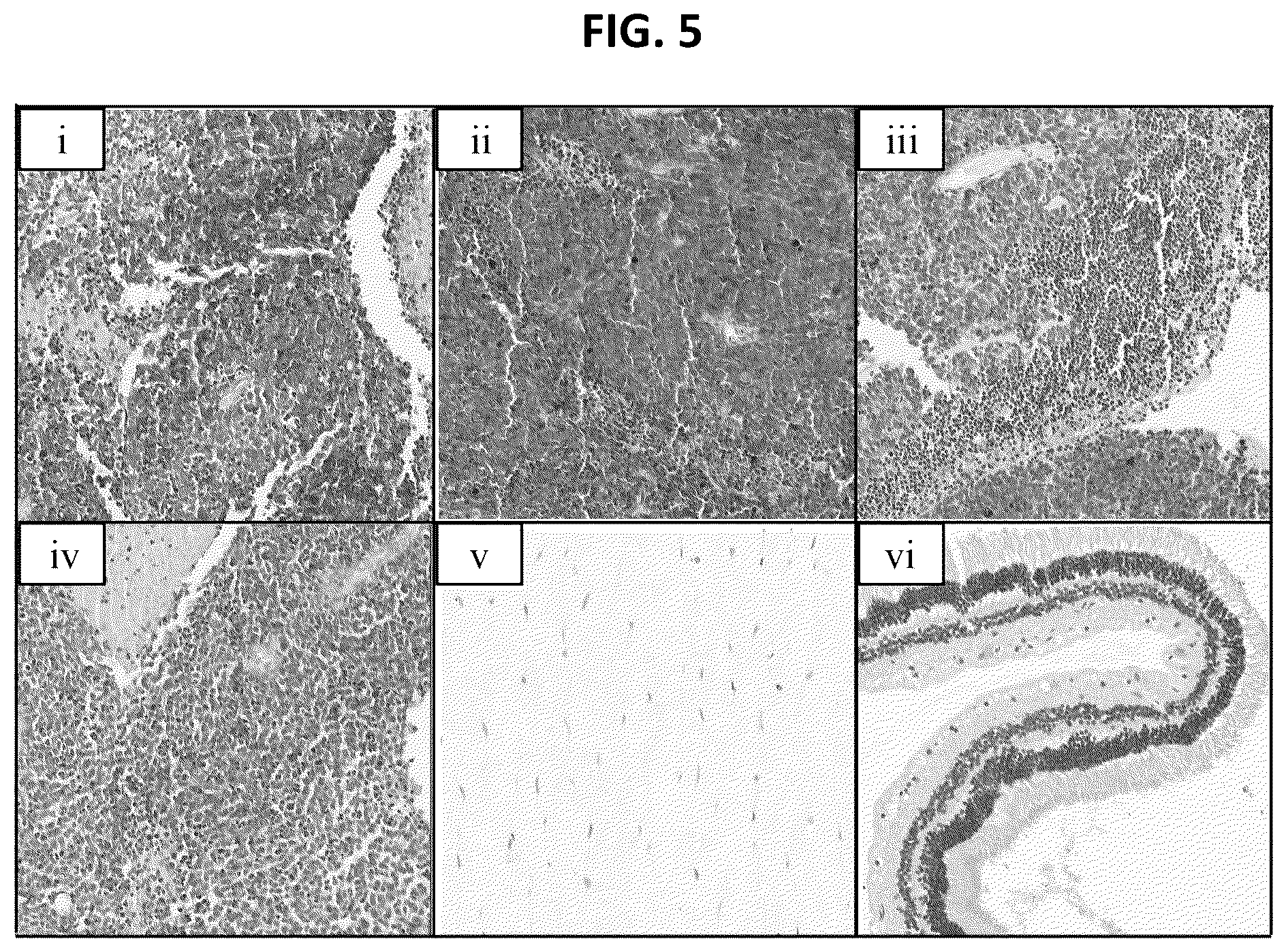 Patent US12492262 Figure 6 – High affinity monoclonal antibodies targeting glypican-2 and uses thereof