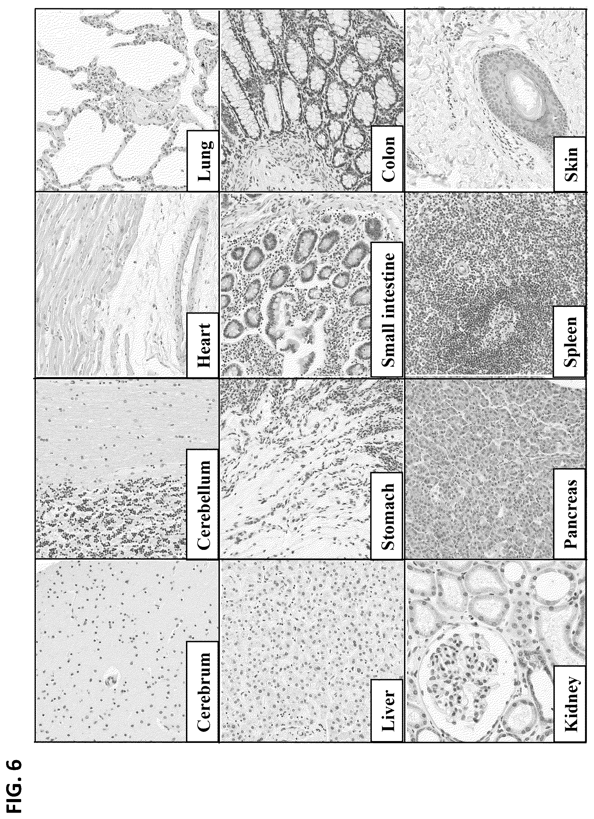 Patent US12492262 Figure 7 – High affinity monoclonal antibodies targeting glypican-2 and uses thereof