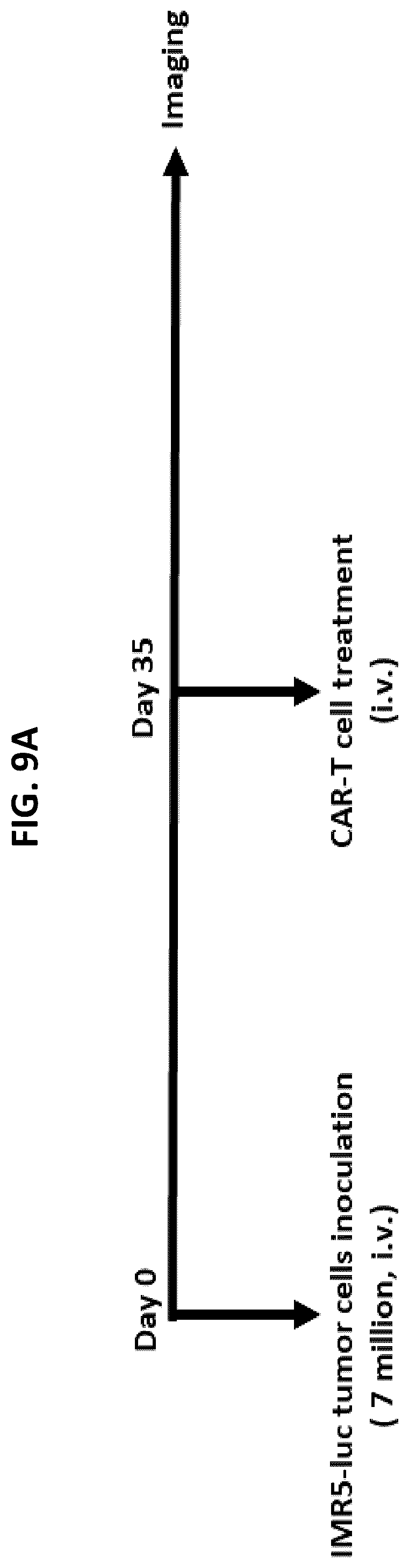 Patent US12492262 Figure 12 – High affinity monoclonal antibodies targeting glypican-2 and uses thereof