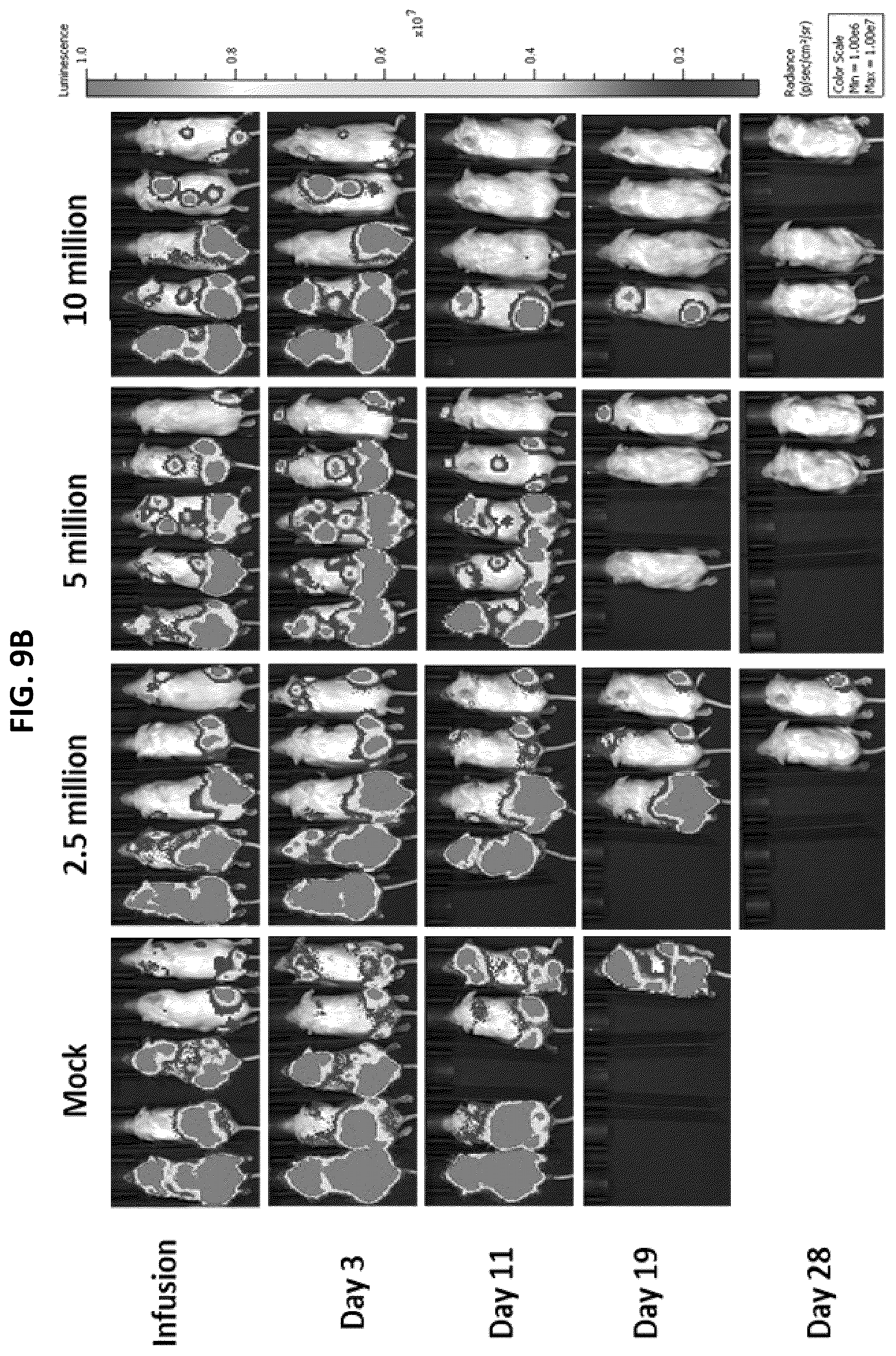 Patent US12492262 Figure 13 – High affinity monoclonal antibodies targeting glypican-2 and uses thereof
