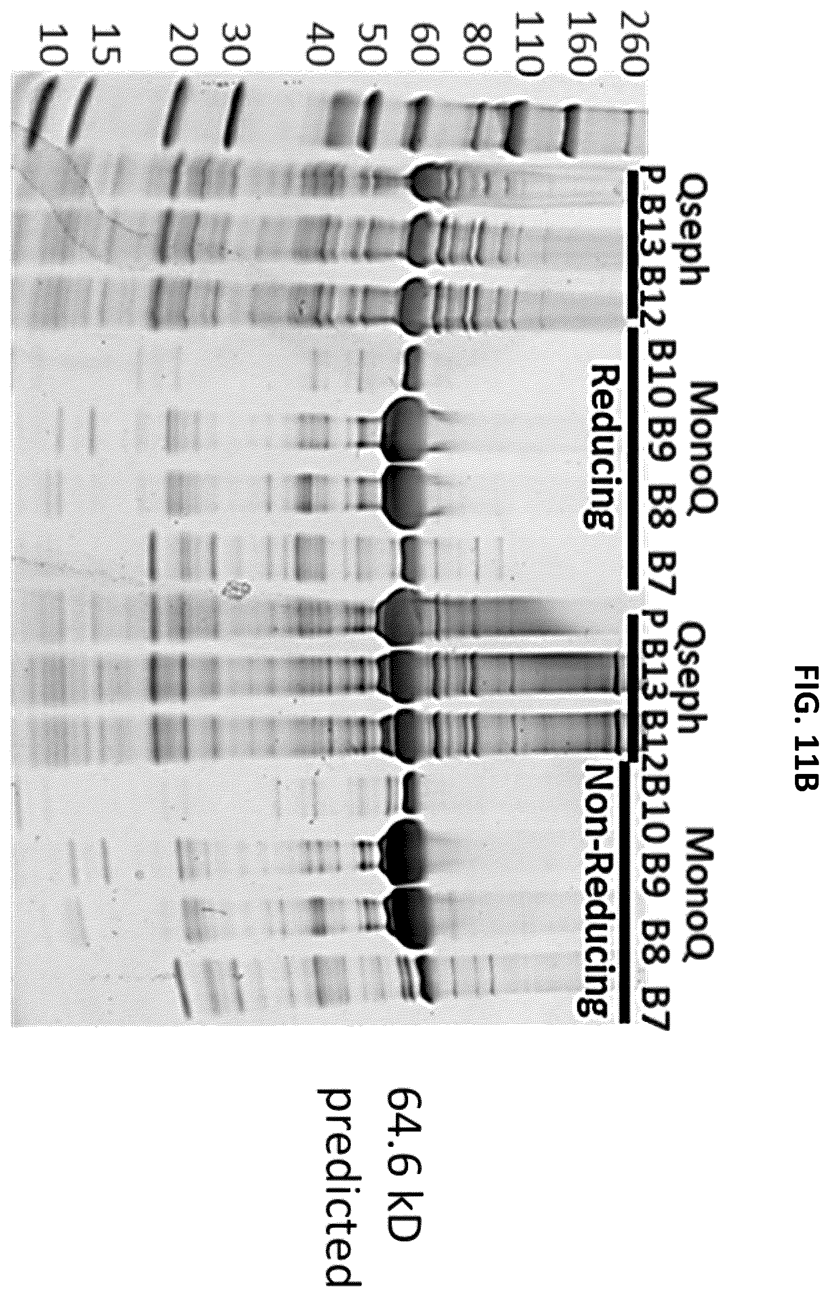 Patent US12492262 Figure 16 – High affinity monoclonal antibodies targeting glypican-2 and uses thereof