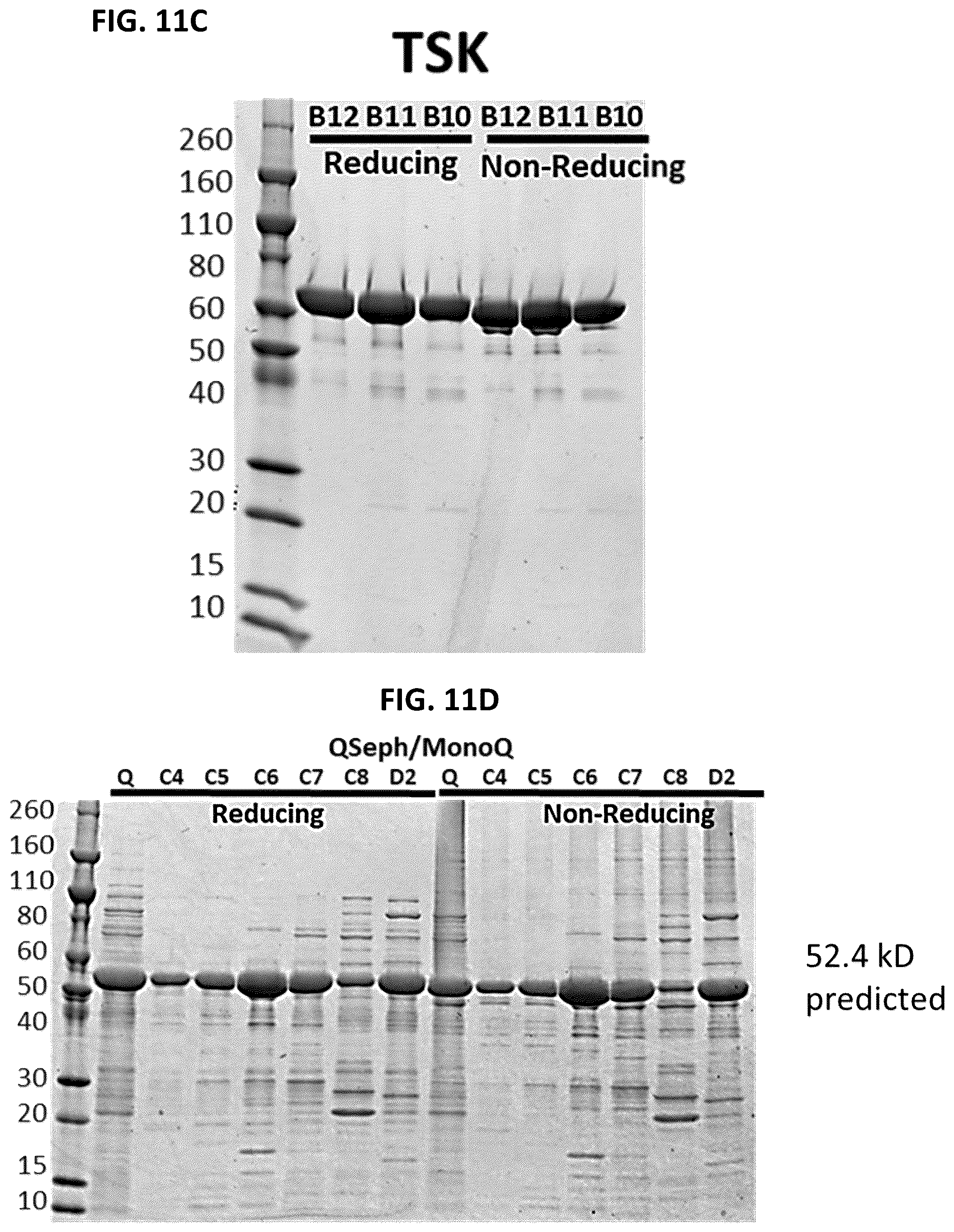 Patent US12492262 Figure 17 – High affinity monoclonal antibodies targeting glypican-2 and uses thereof