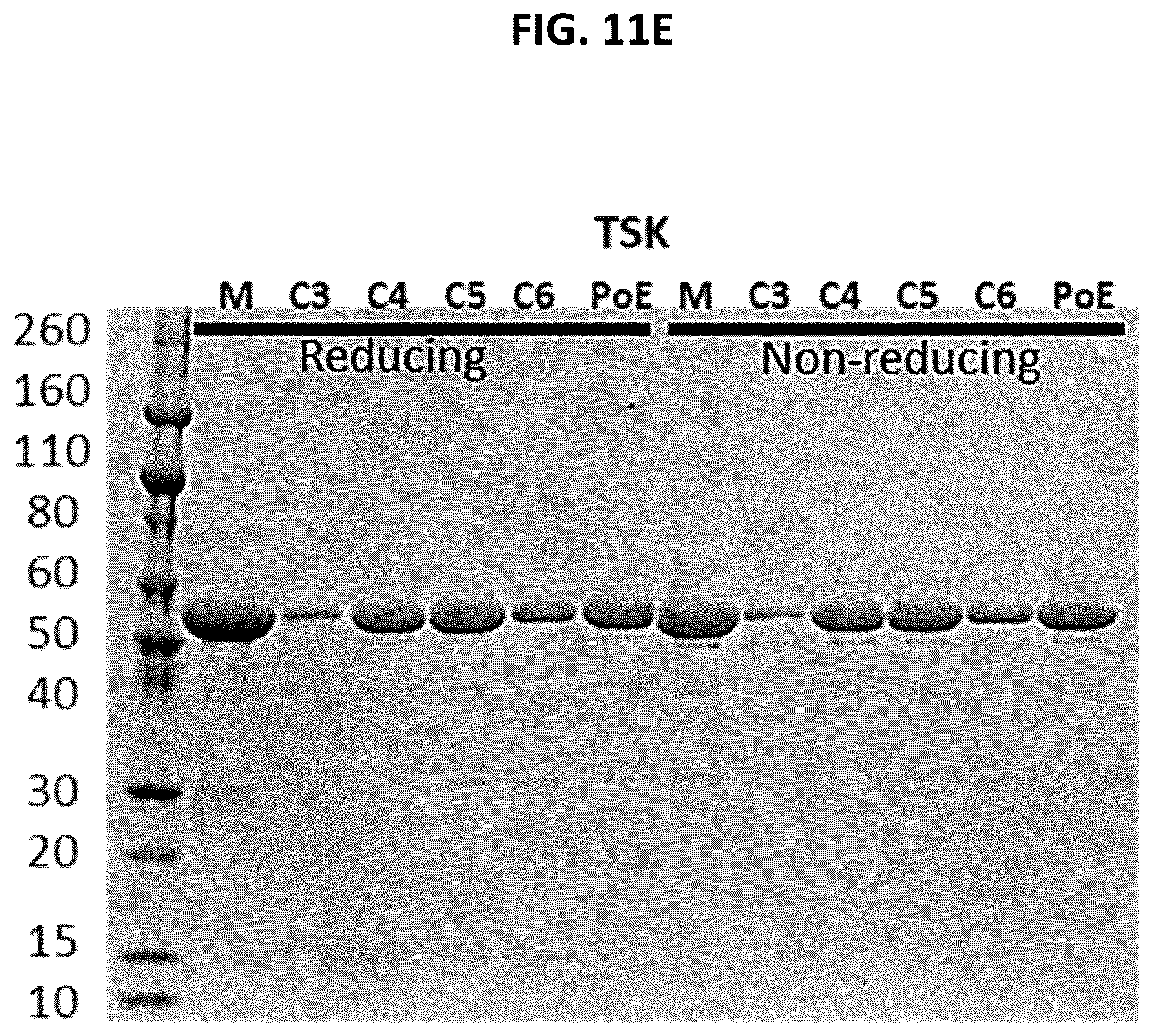 Patent US12492262 Figure 18 – High affinity monoclonal antibodies targeting glypican-2 and uses thereof