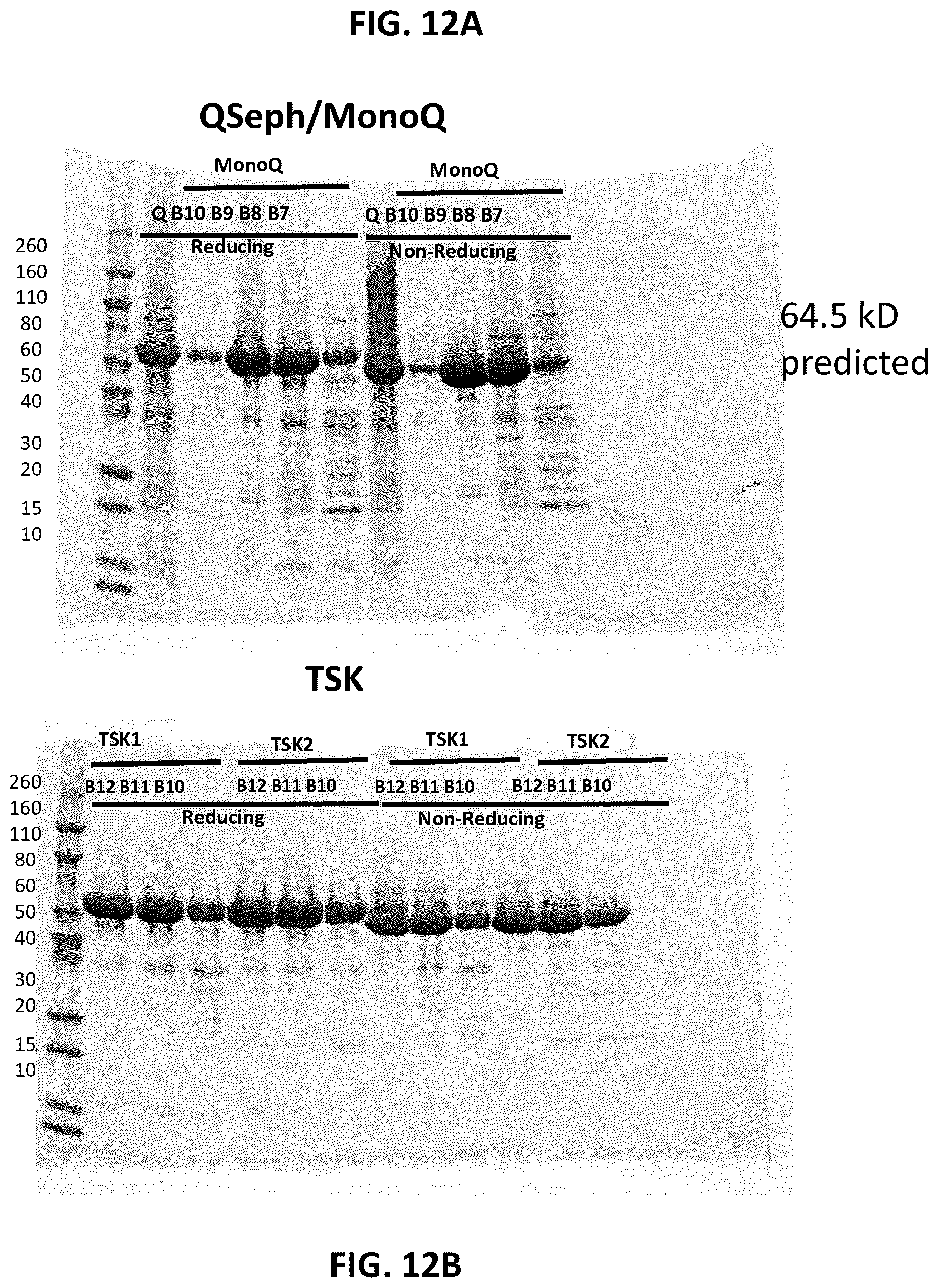 Patent US12492262 Figure 20 – High affinity monoclonal antibodies targeting glypican-2 and uses thereof