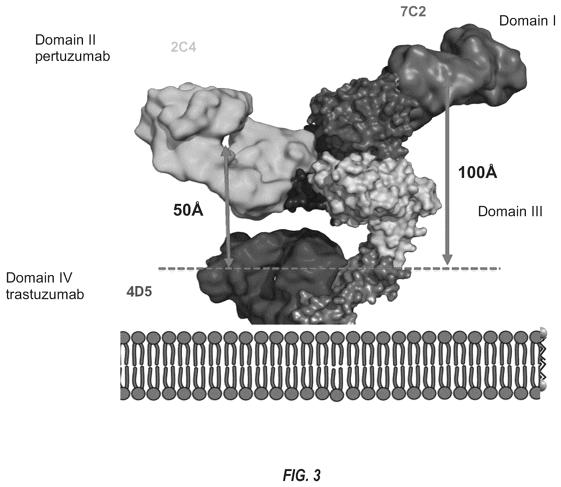 Patent US12492263 Figure 3 – Anti-HER2 antibodies and immunoconjugates