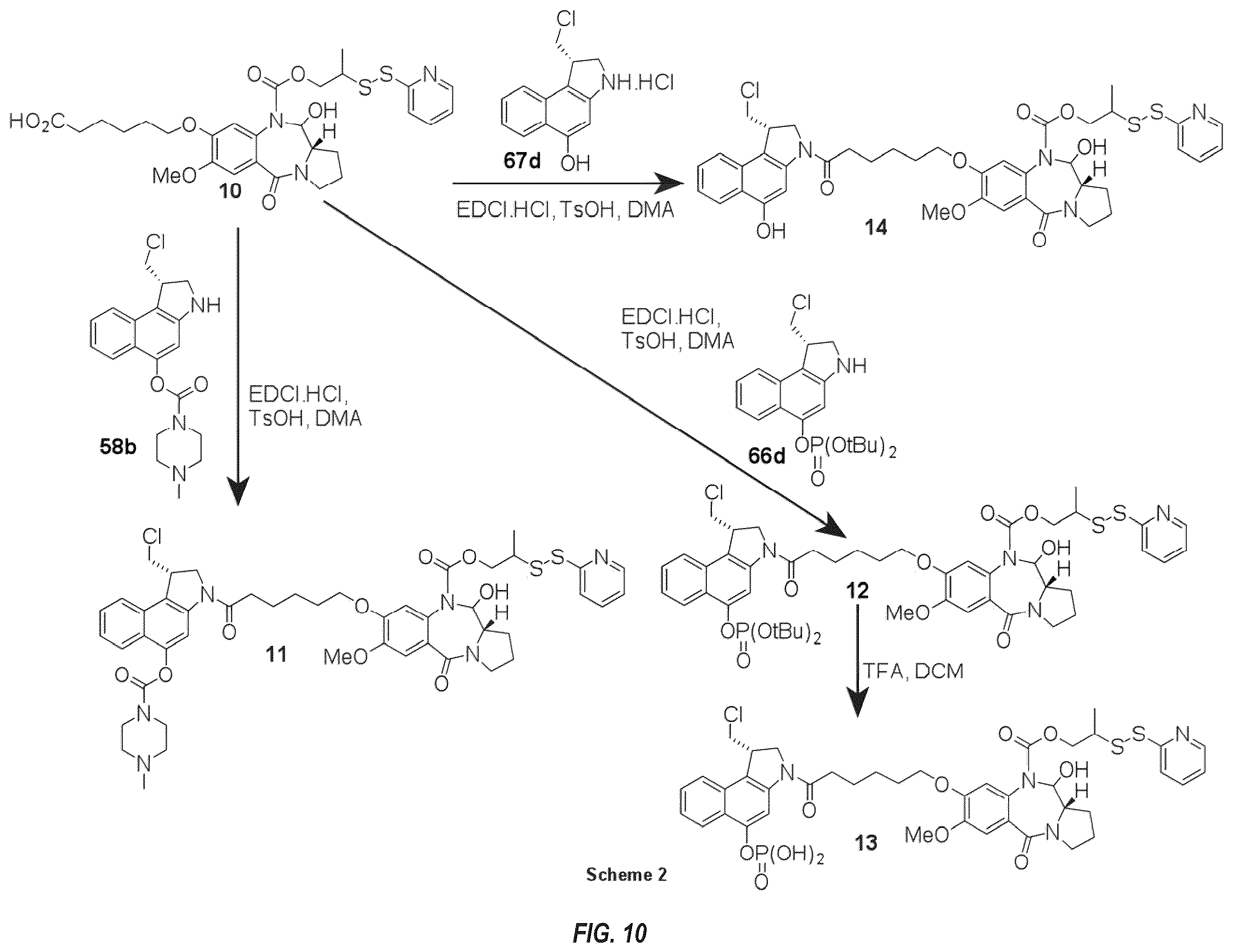 Patent US12492263 Figure 10 – Anti-HER2 antibodies and immunoconjugates