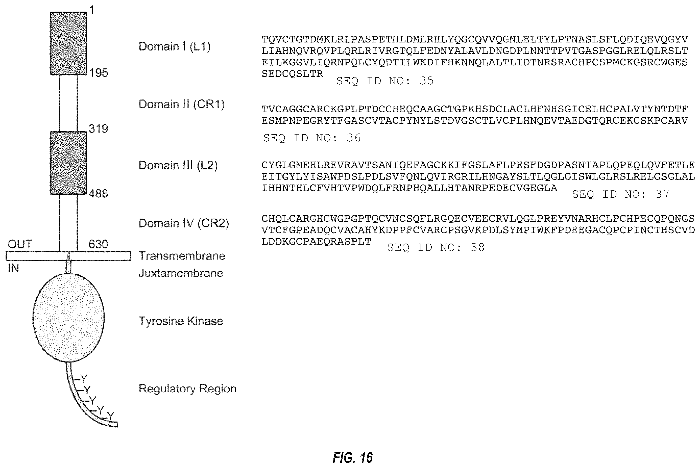Patent US12492263 Figure 19 – Anti-HER2 antibodies and immunoconjugates