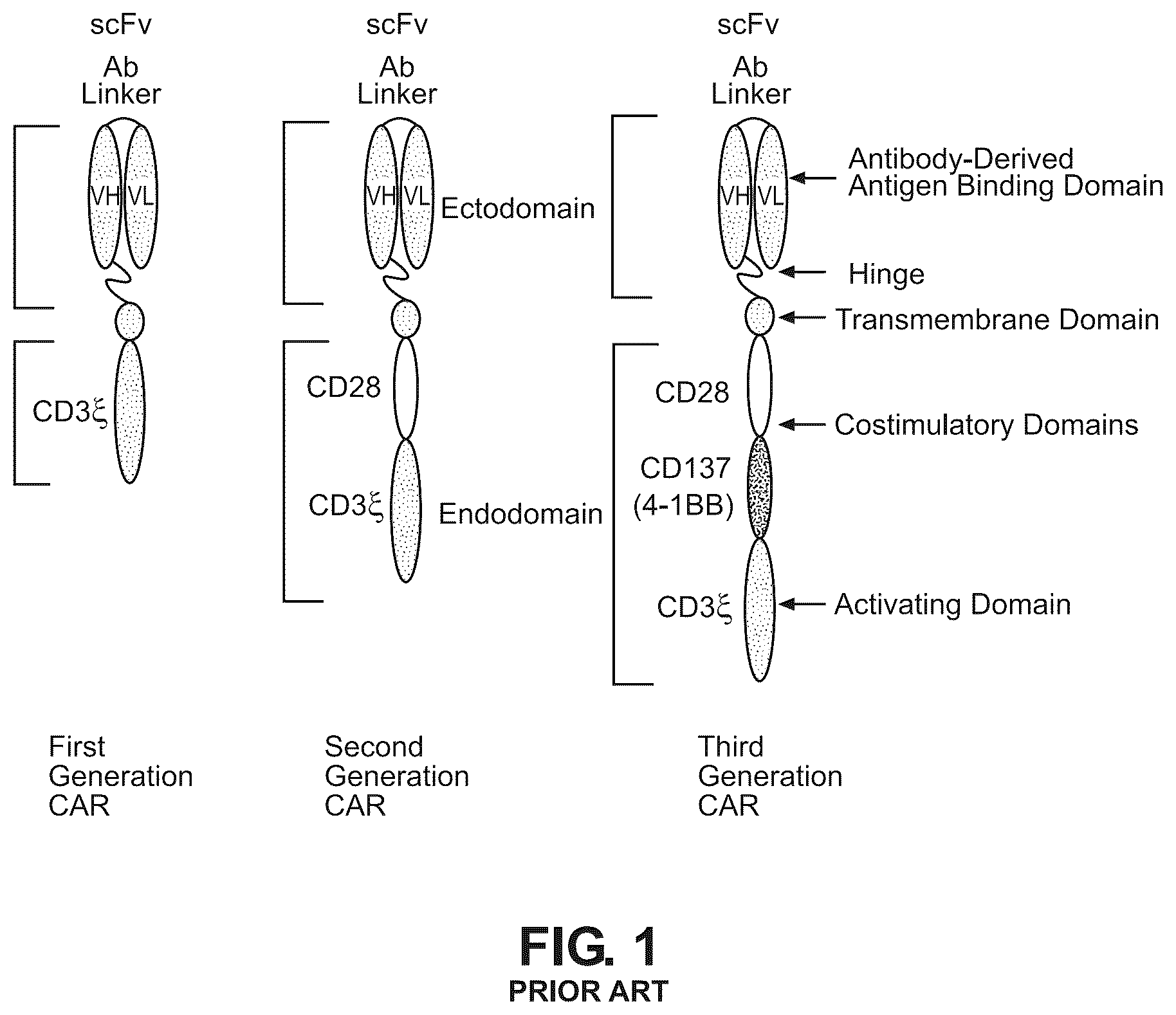 Patent US12492264 Figure 1 – Anti-ROR1 antibody and ROR1-targeting engineered cells