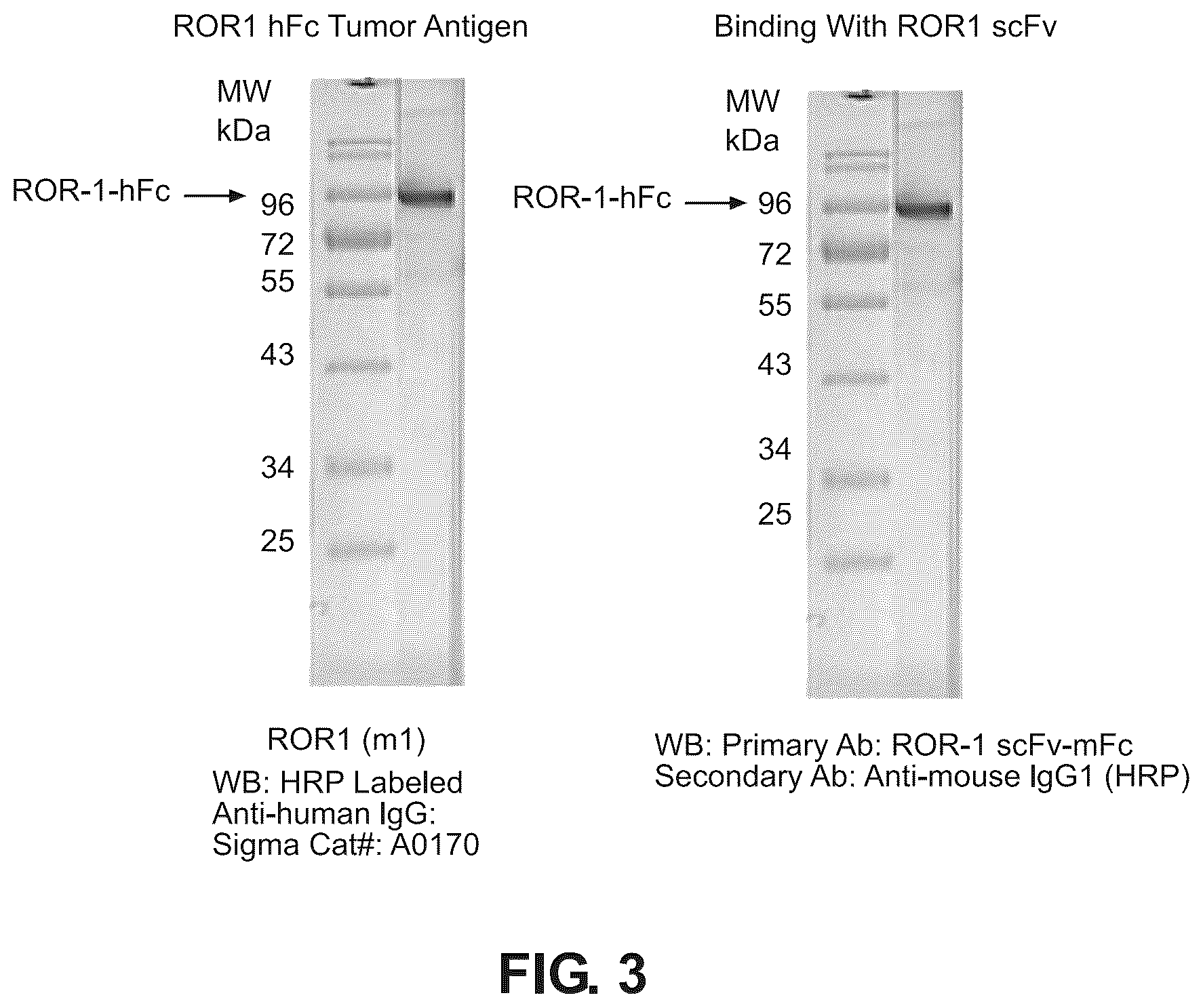 Patent US12492264 Figure 3 – Anti-ROR1 antibody and ROR1-targeting engineered cells